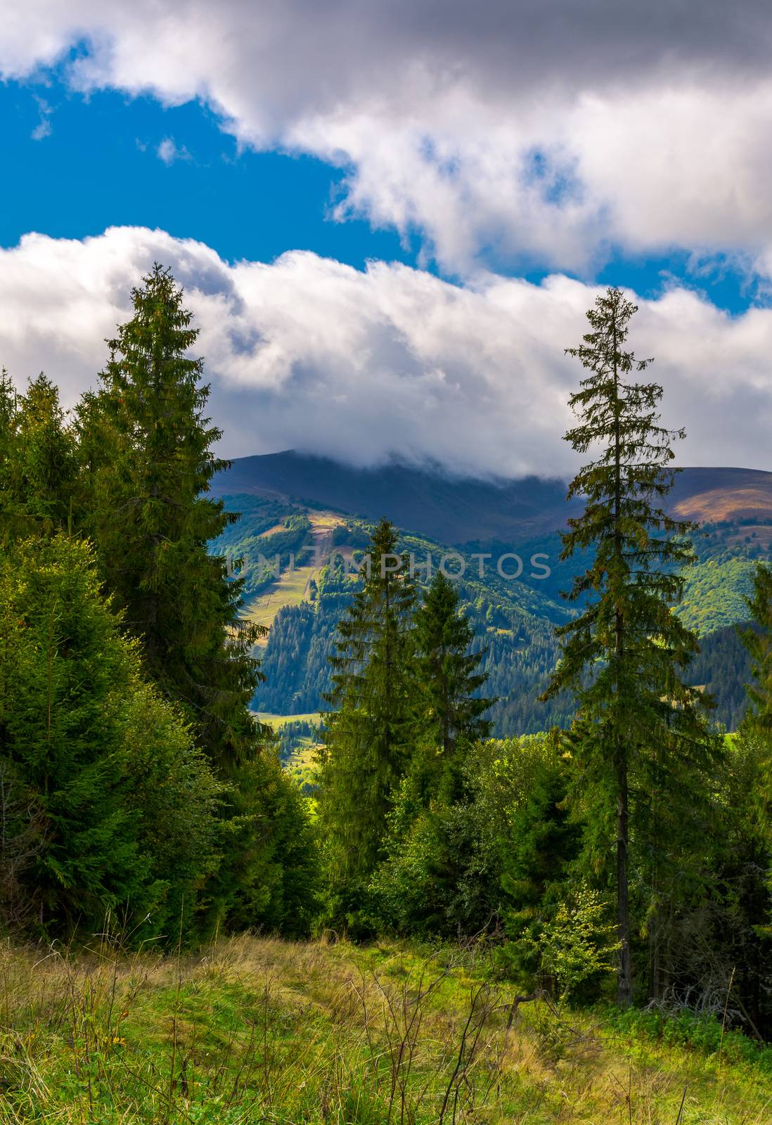 forested hills of Carpathian mountains. beautiful scenery on a cloudy day