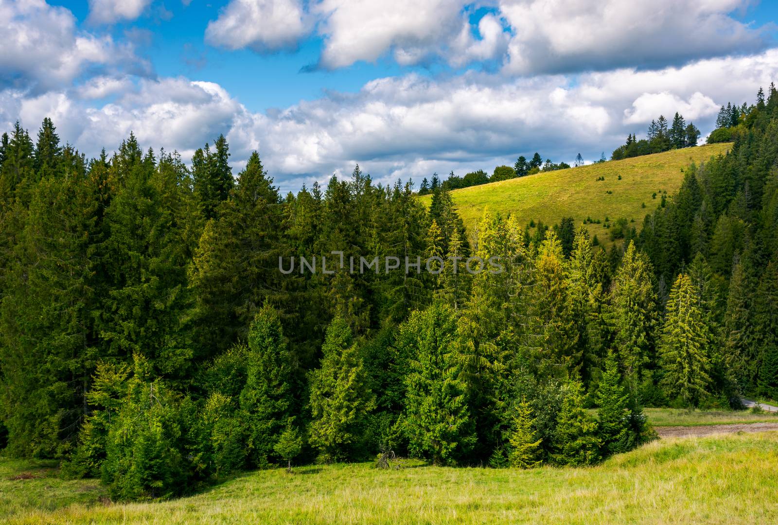 spruce forest on the grassy hillside by Pellinni