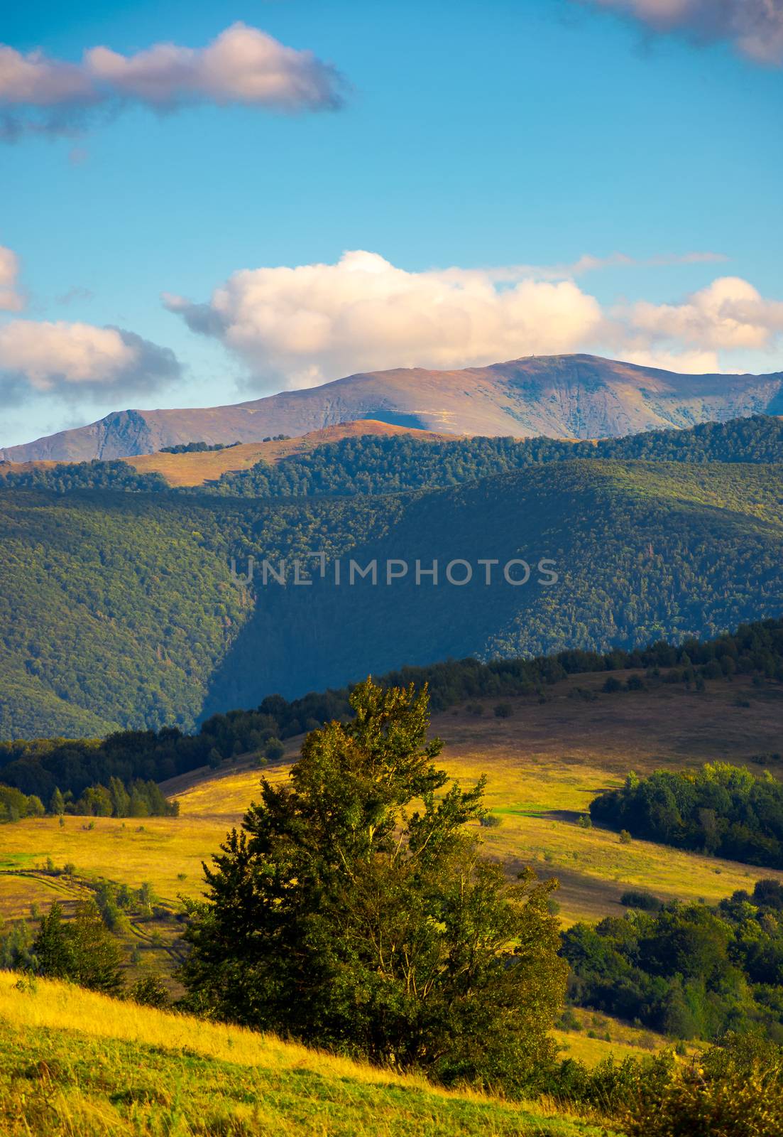 tree behind the grassy slope in high mountains. beautiful summer landscape with Borzhva ridge in the distance