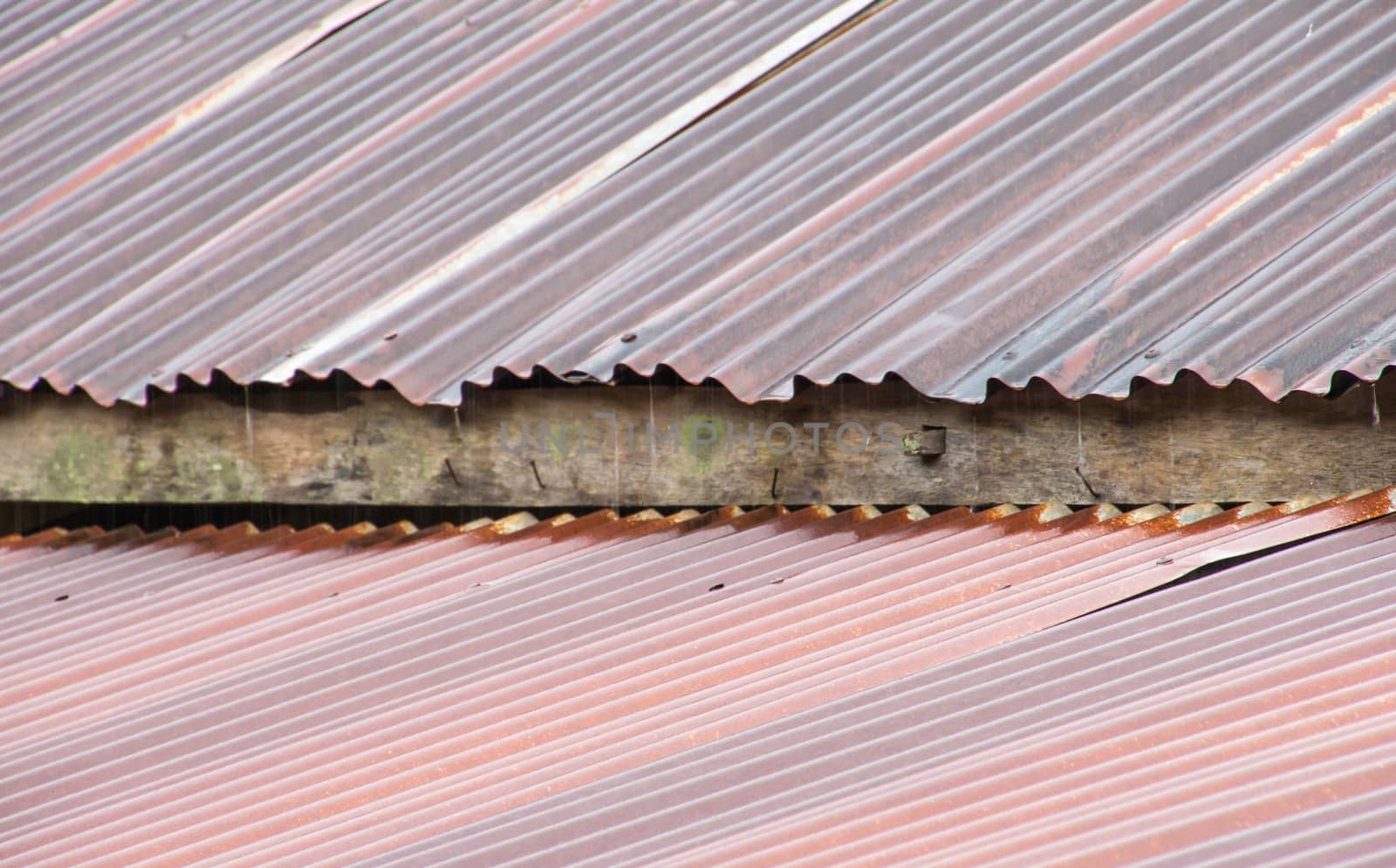 Old rusty galvanized roof during raining