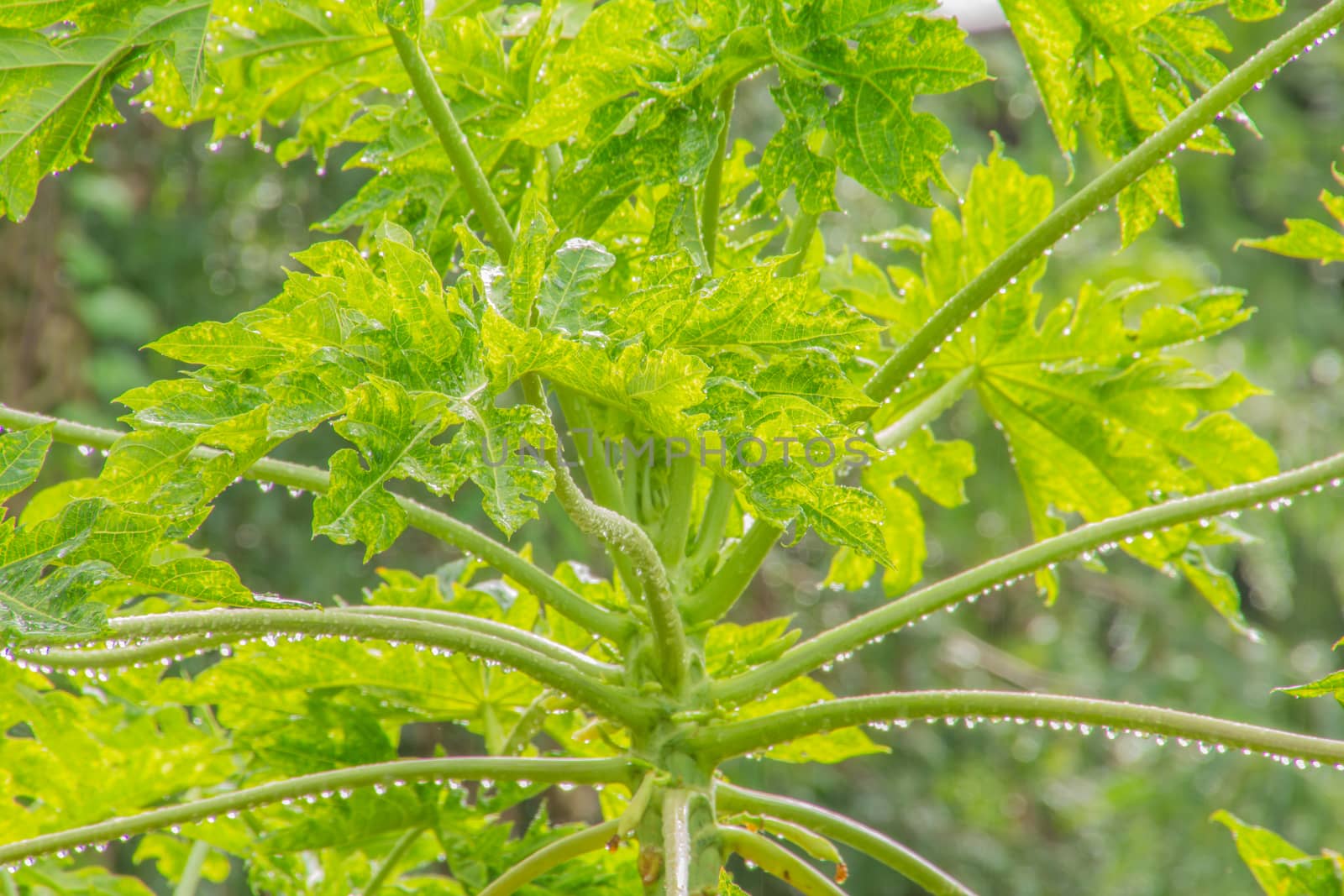 Fresh Treetop papaya Beautiful after raining