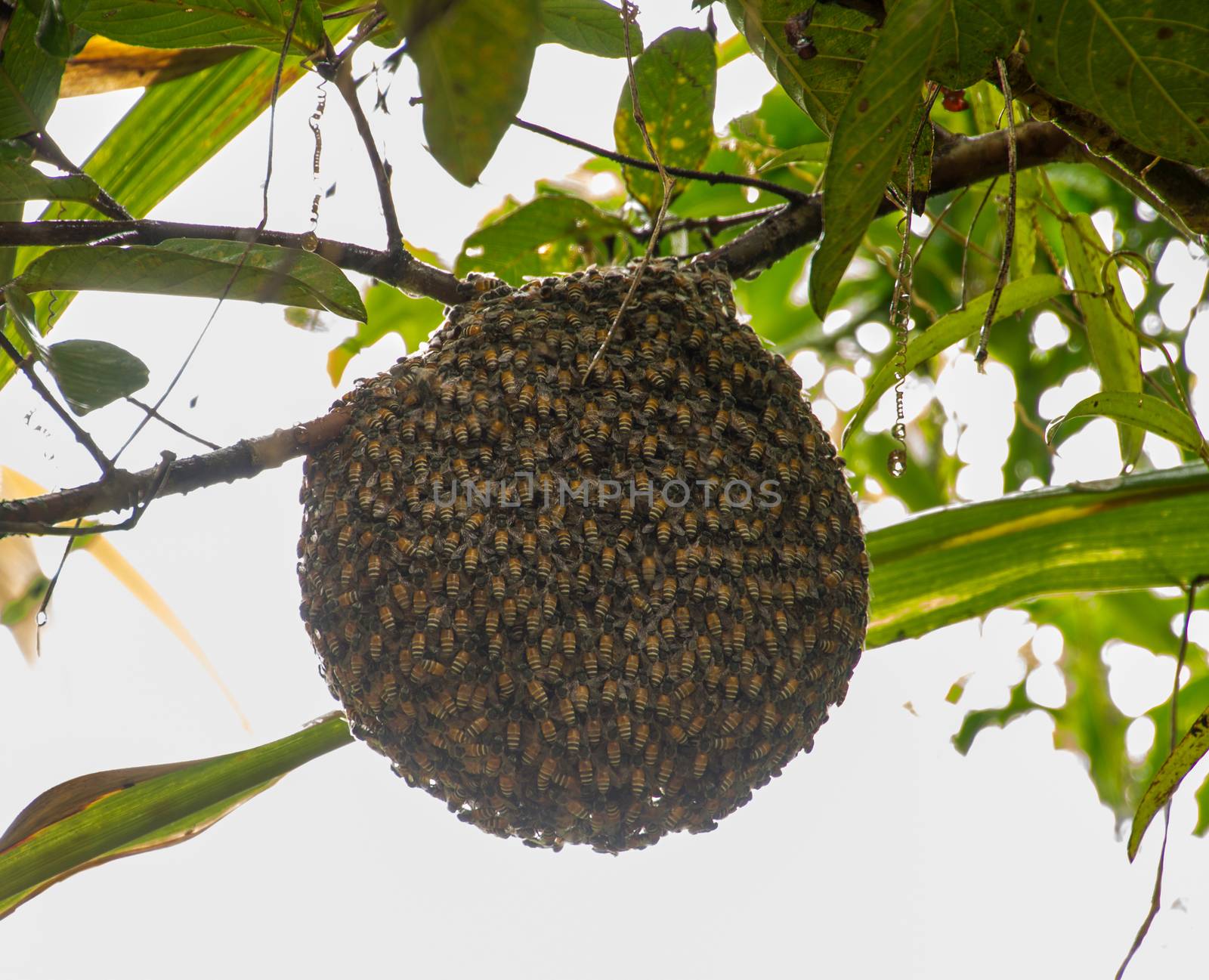 Honeybee swarm hanging on guava tree in nature after rainning by peerapixs