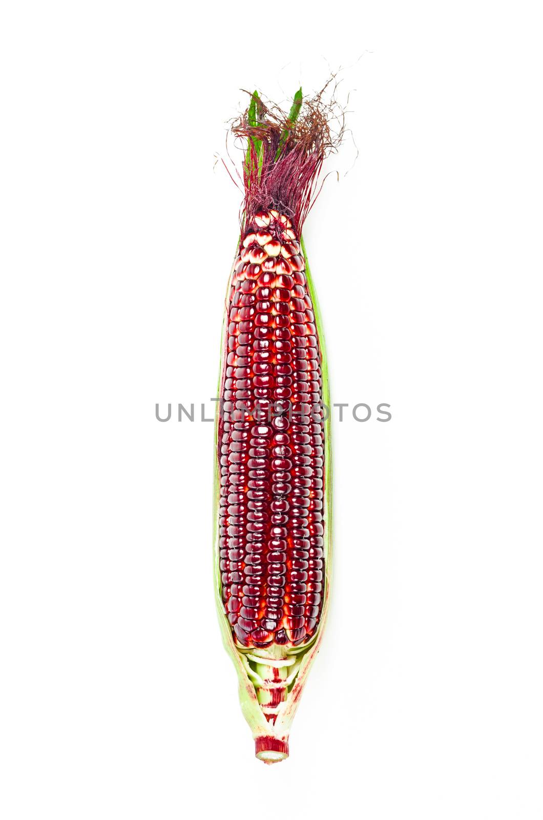 Fresh red corn. by Gamjai