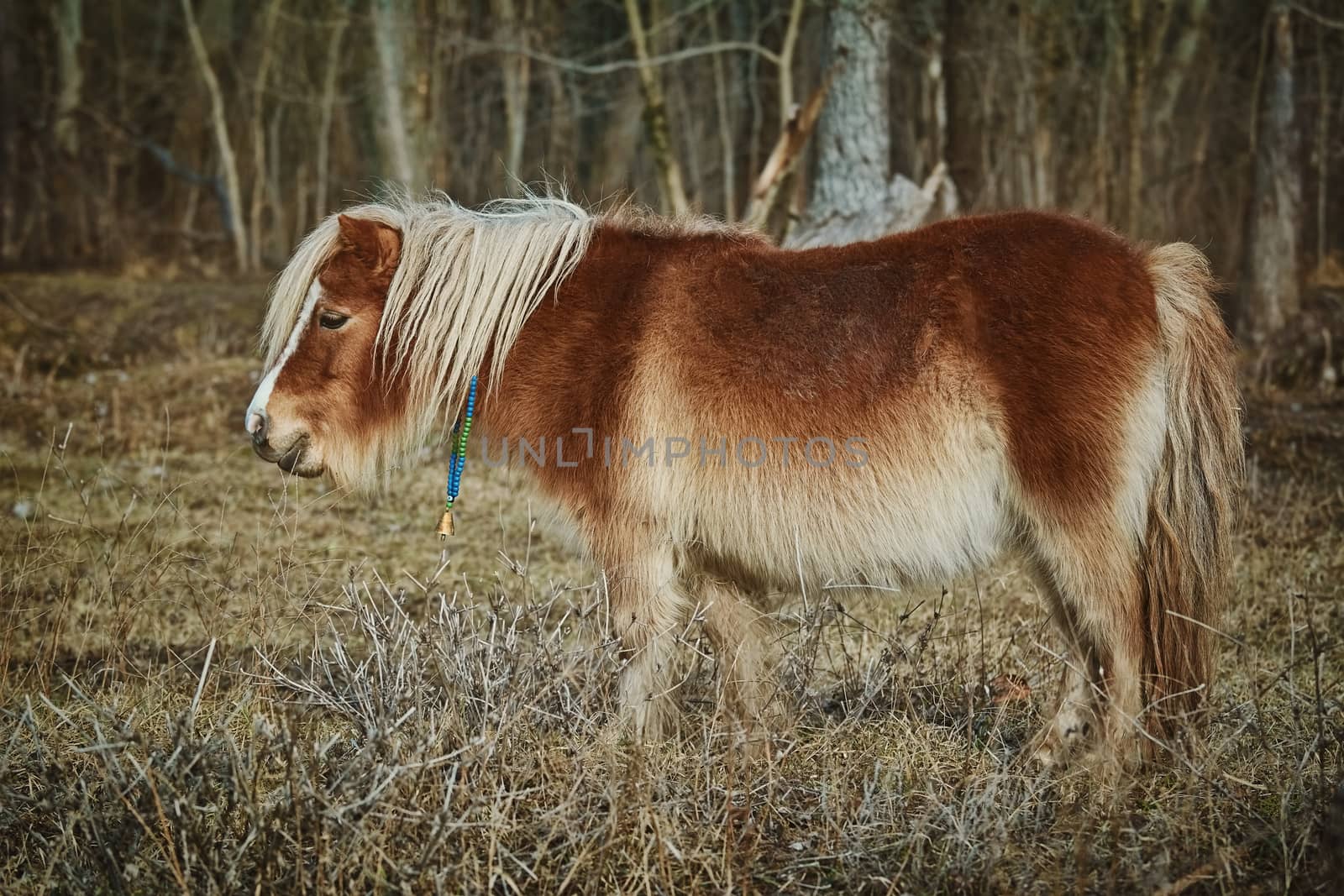 Little Brown Pony by SNR