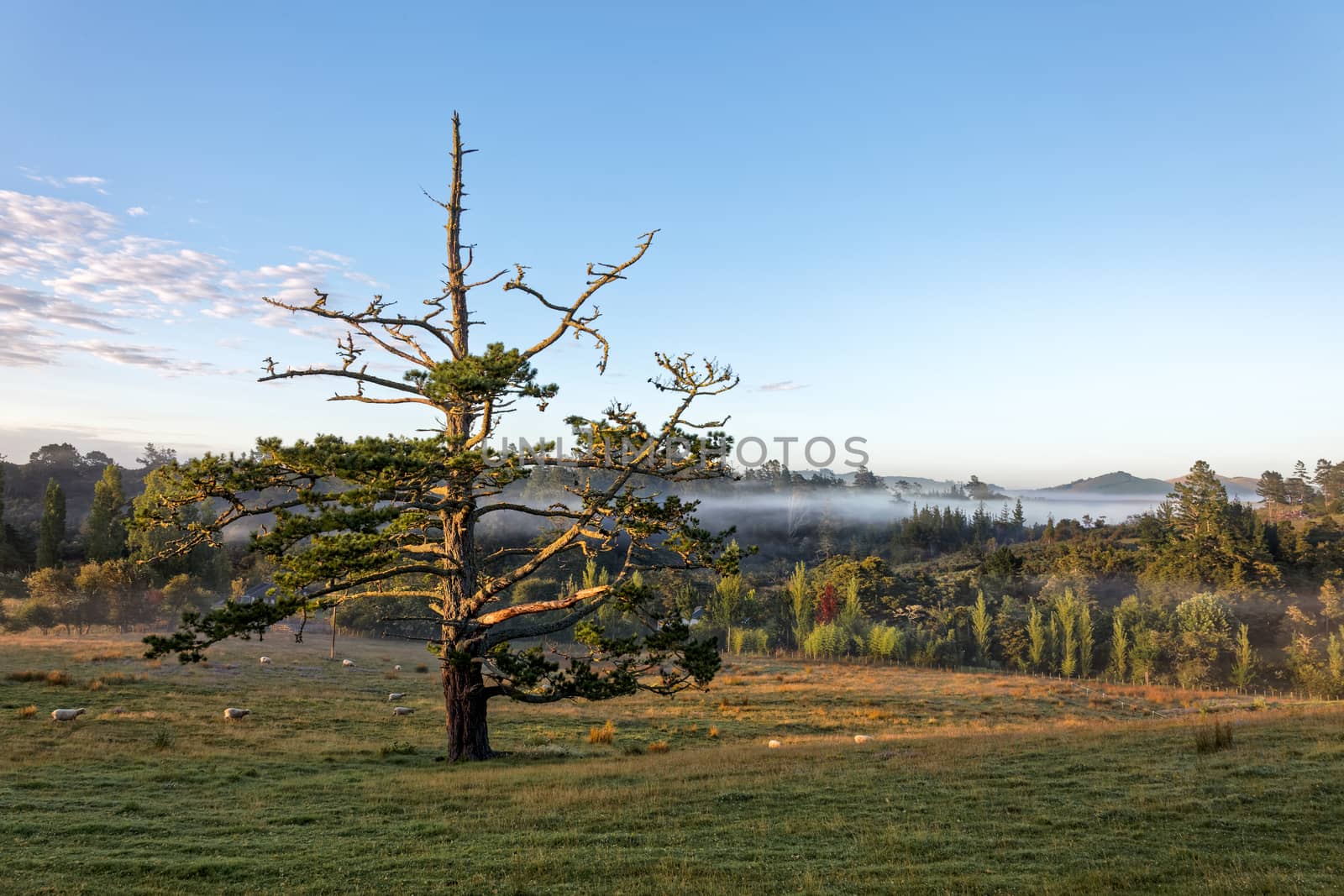 Matakohe Countryside by phil_bird