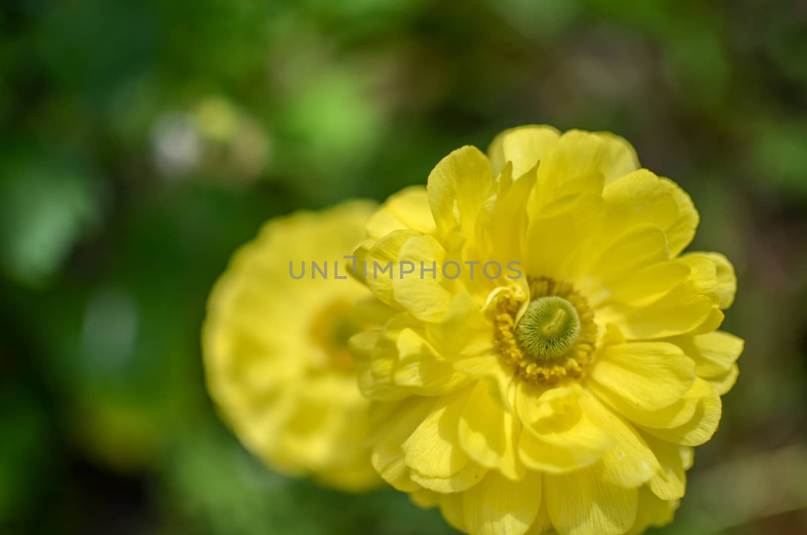 Beautiful Yellow Ranunculus asiaticus Flower in Spring with soft bokeh by kimbo-bo