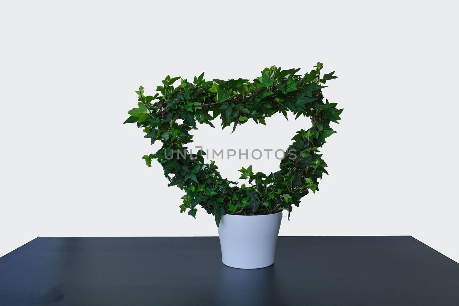 Green ivy rivers in heart-frome in front of white background in a planter