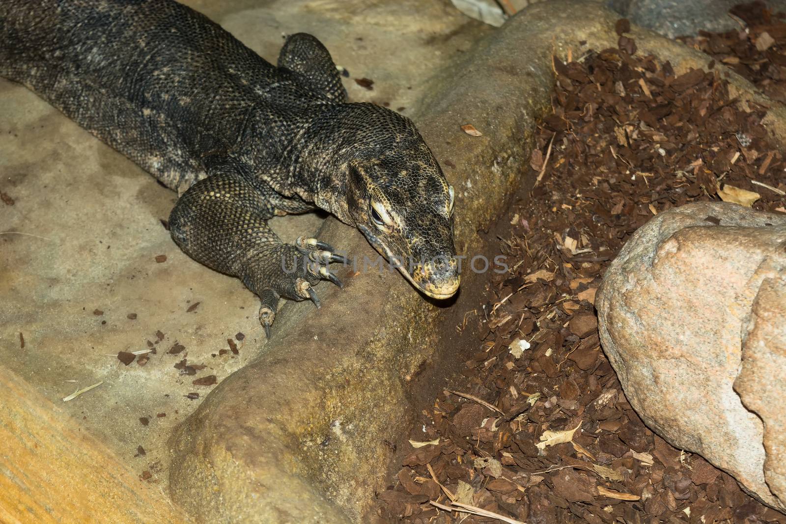 Close-up of the head of a big alligator           by JFsPic