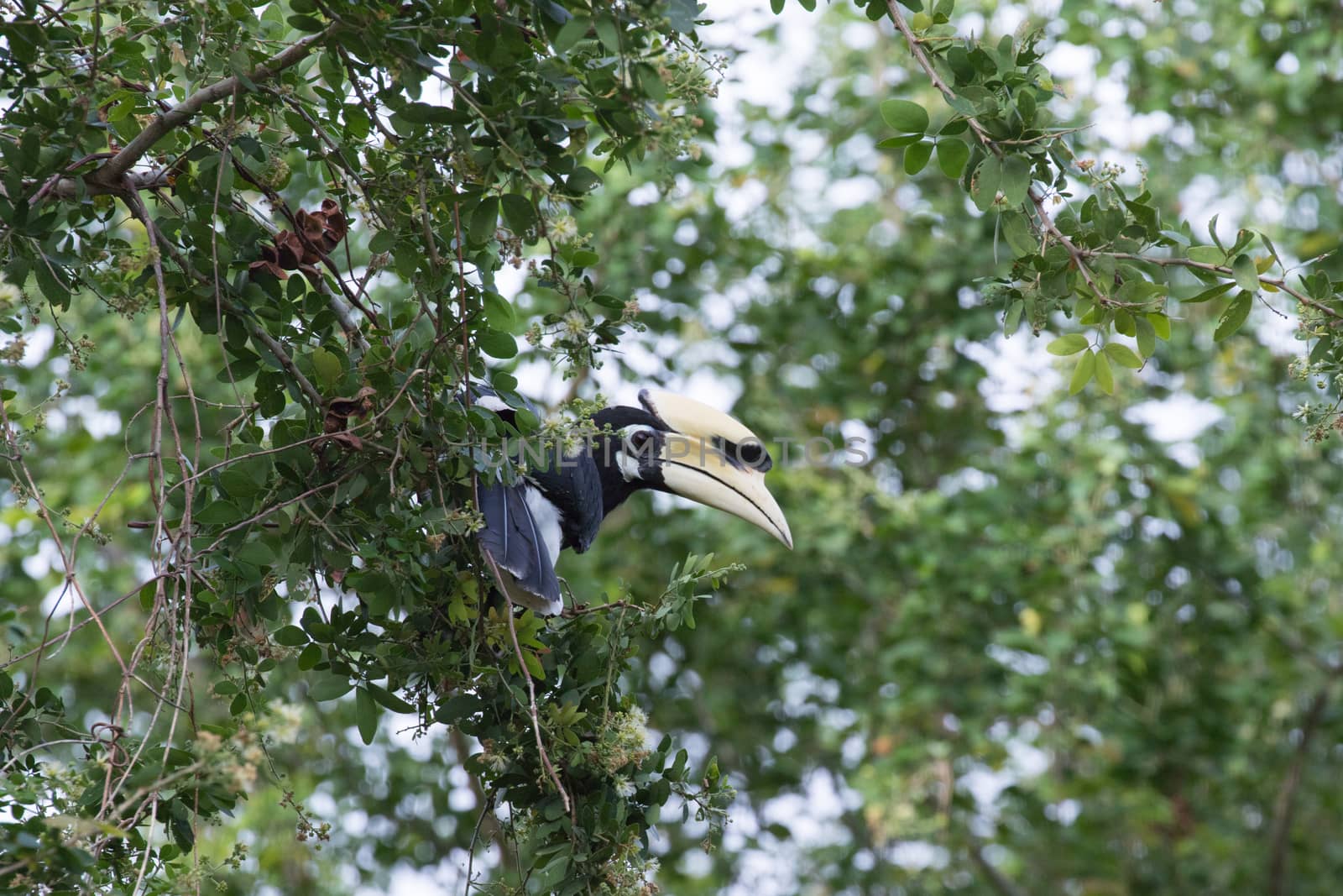 The plumage of the head, neck, back, wings and upper breast is black with a slight green.