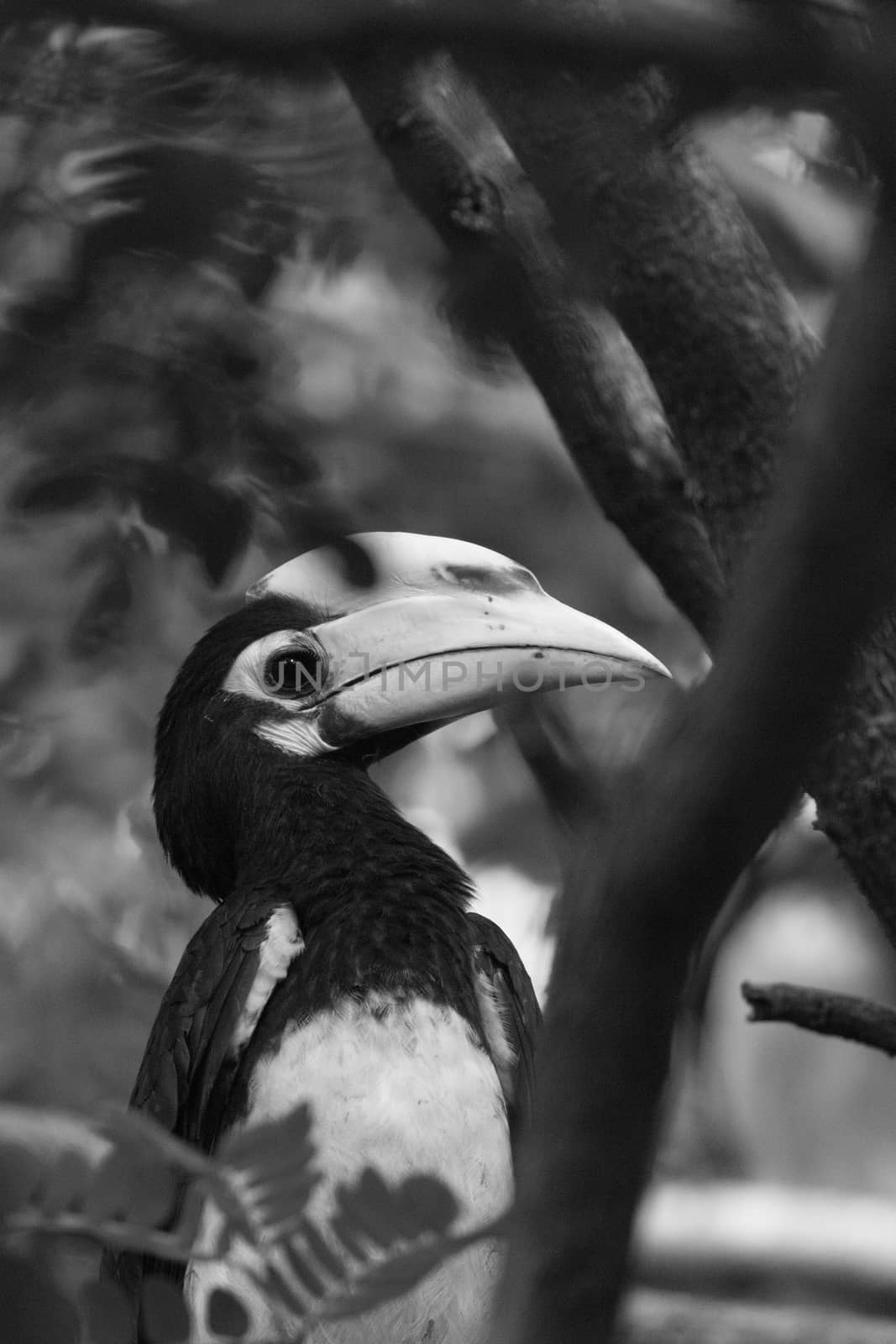 The plumage of the head, neck, back, wings and upper breast is black with a slight green.