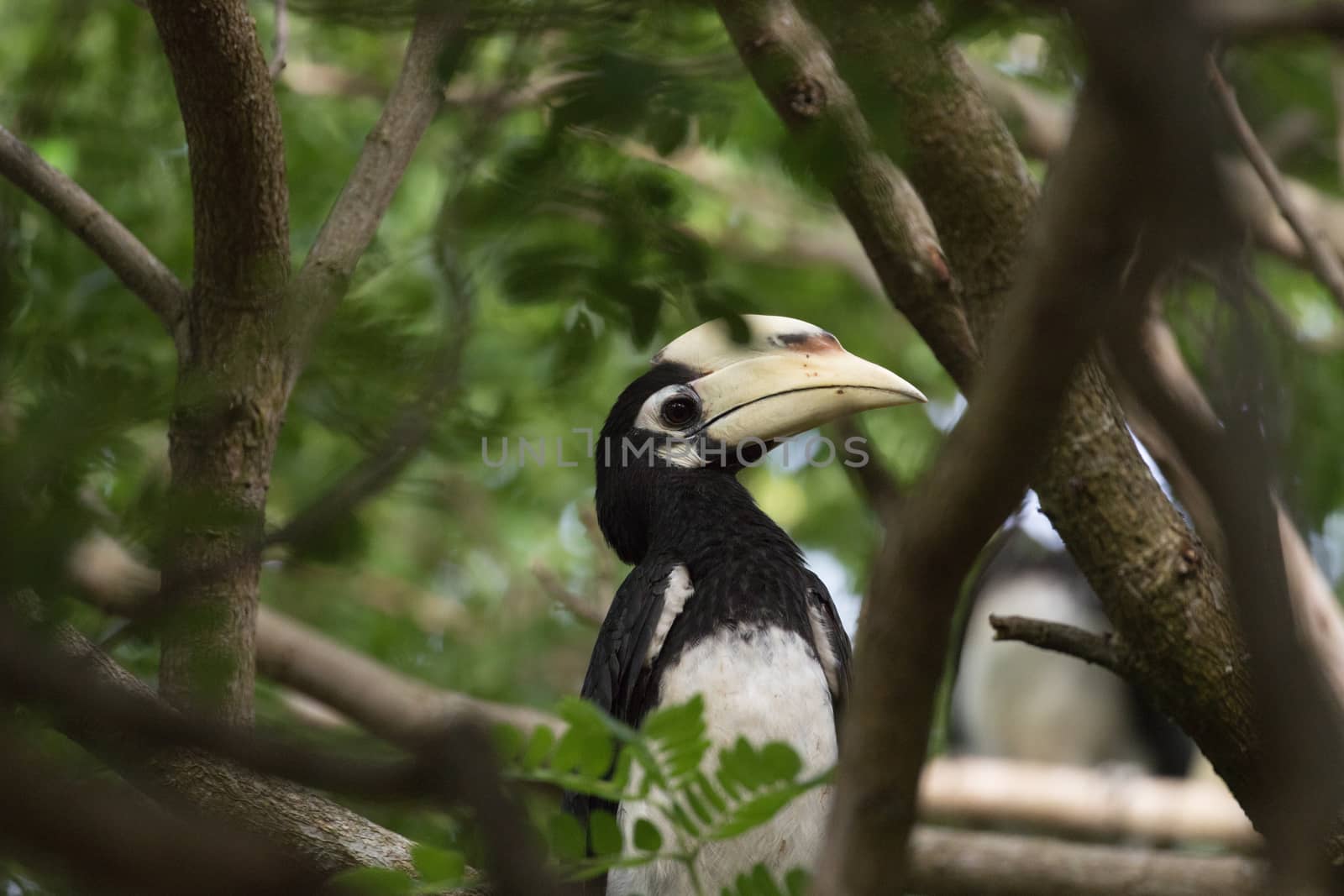 The plumage of the head, neck, back, wings and upper breast is black with a slight green.