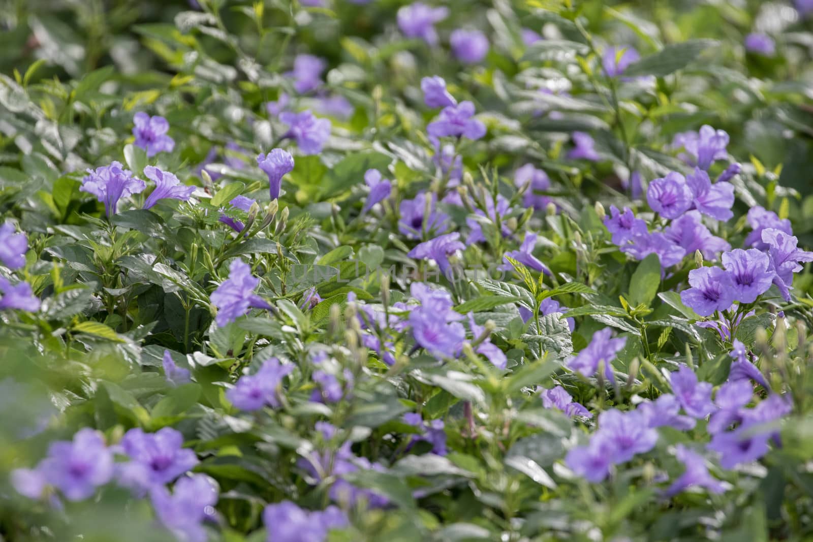 purple flower is growth in the ground and have green and purple