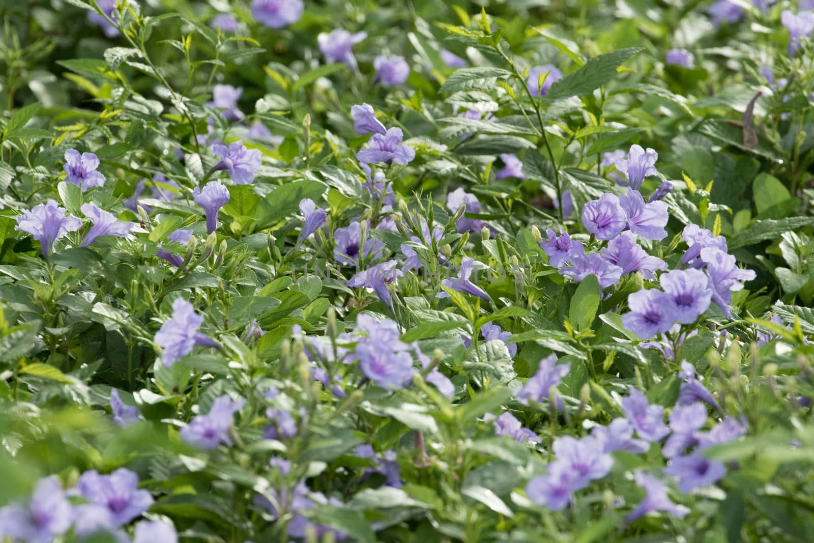 purple flower is growth in the ground and have green and purple
