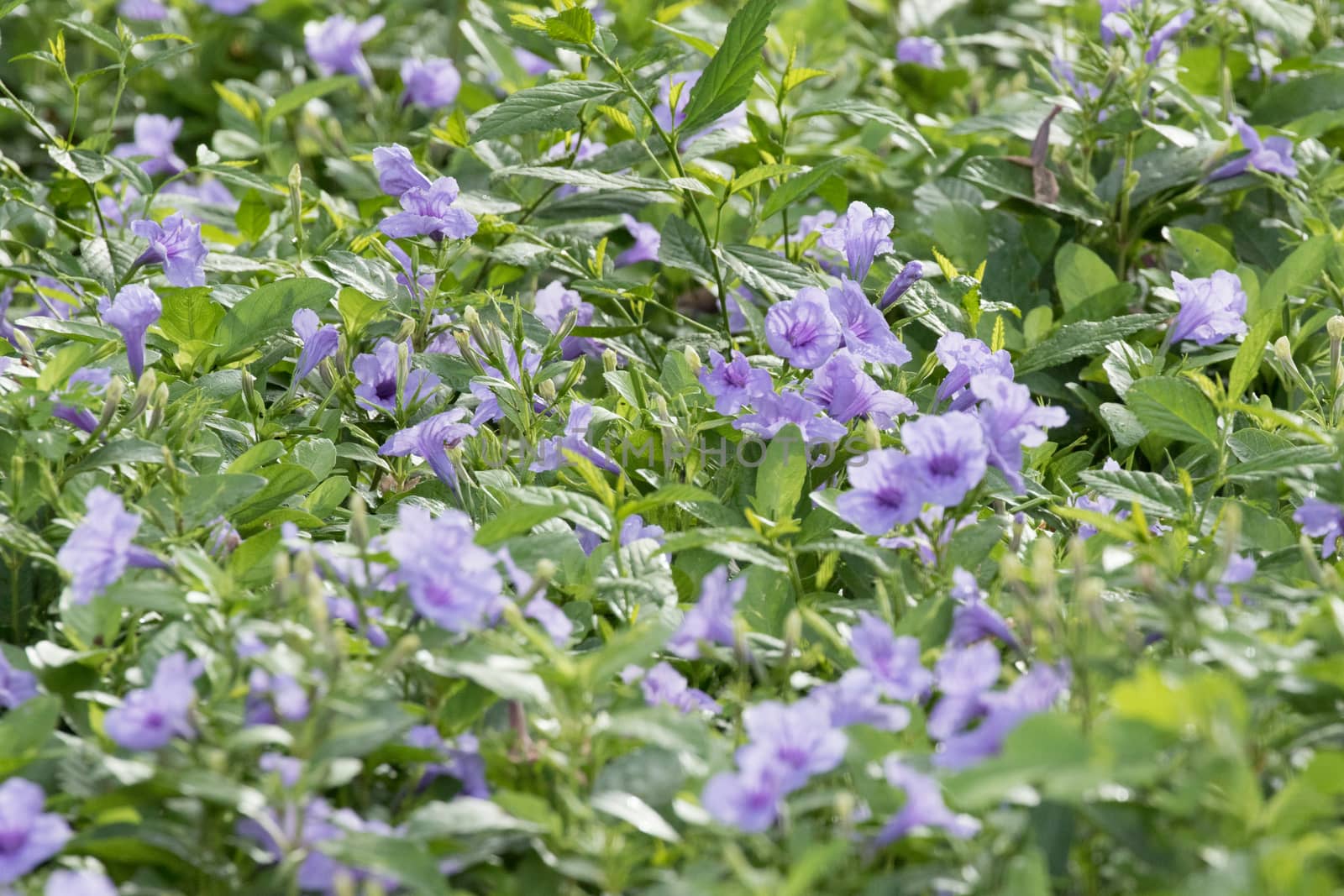 purple flower is growth in the ground and have green and purple