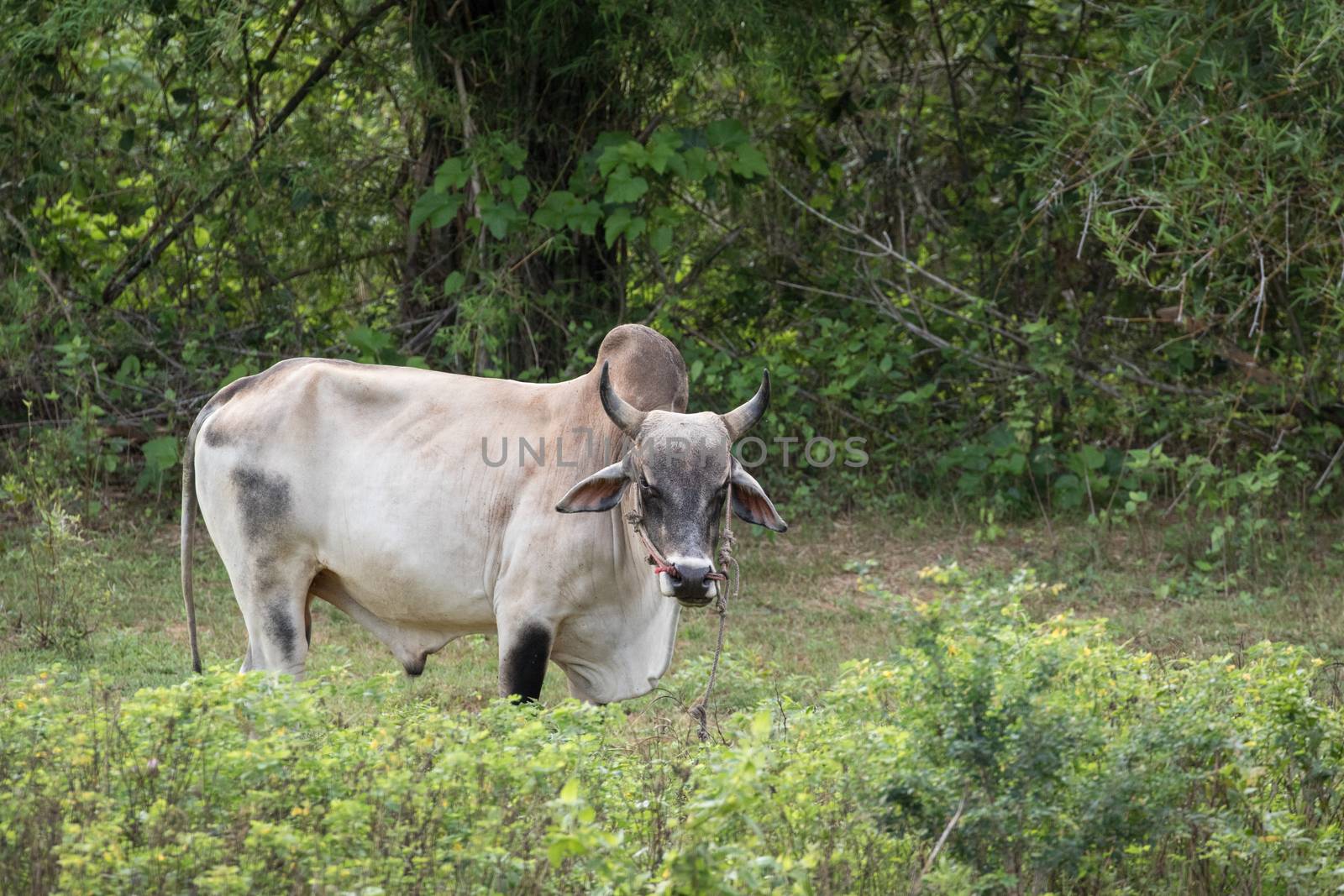 cows is eatting grass and walk around the lake . Its has many colour such as orange white brown black .