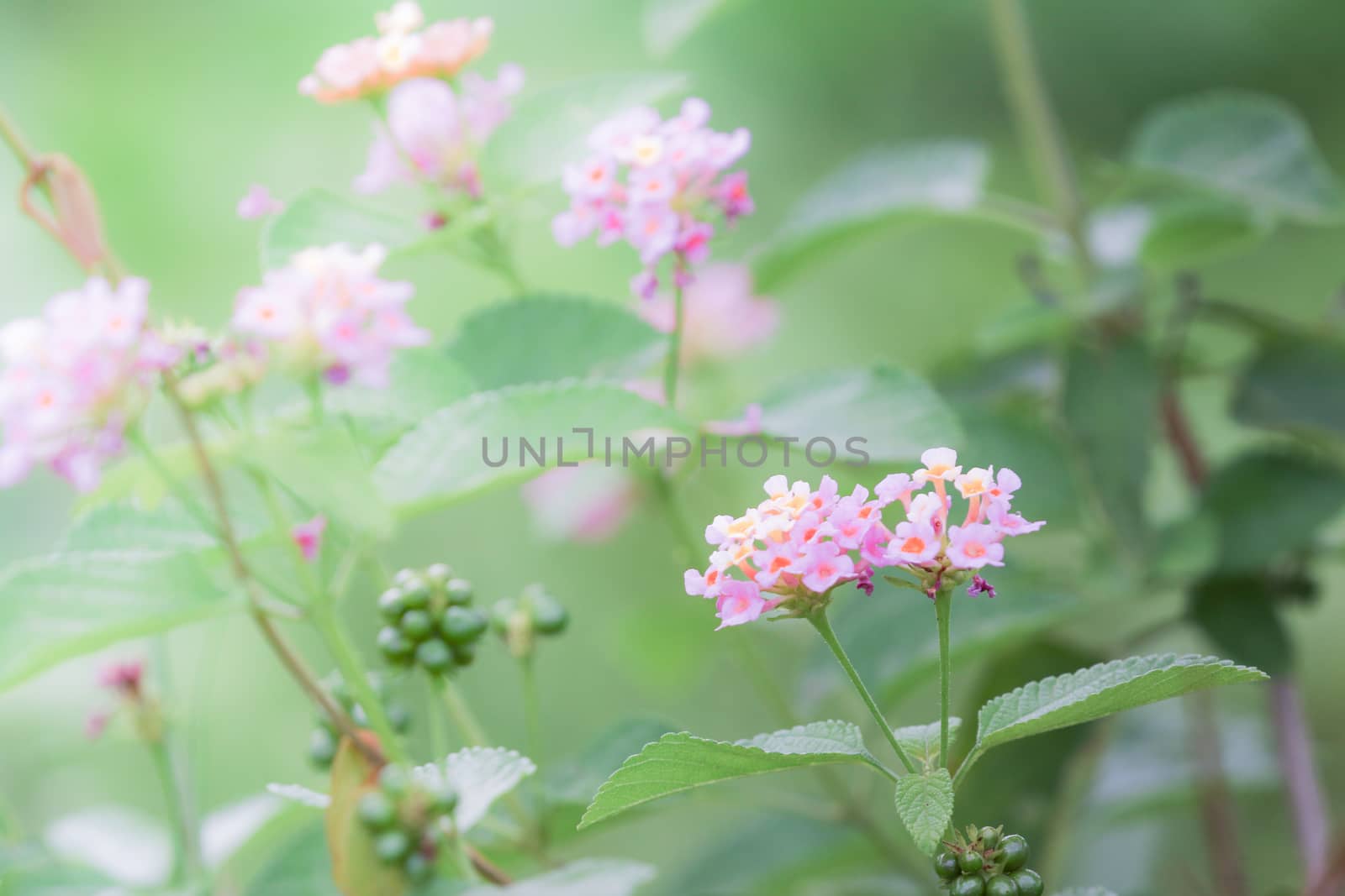 lantana is a rugged evergreen shrub from the tropics