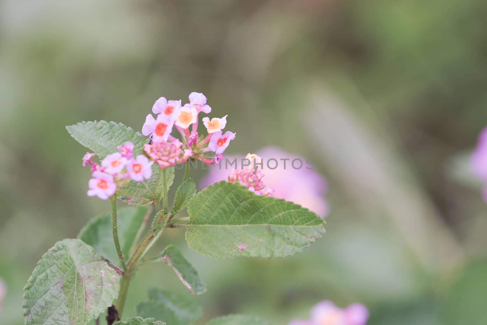 lantana is a rugged evergreen shrub from the tropics