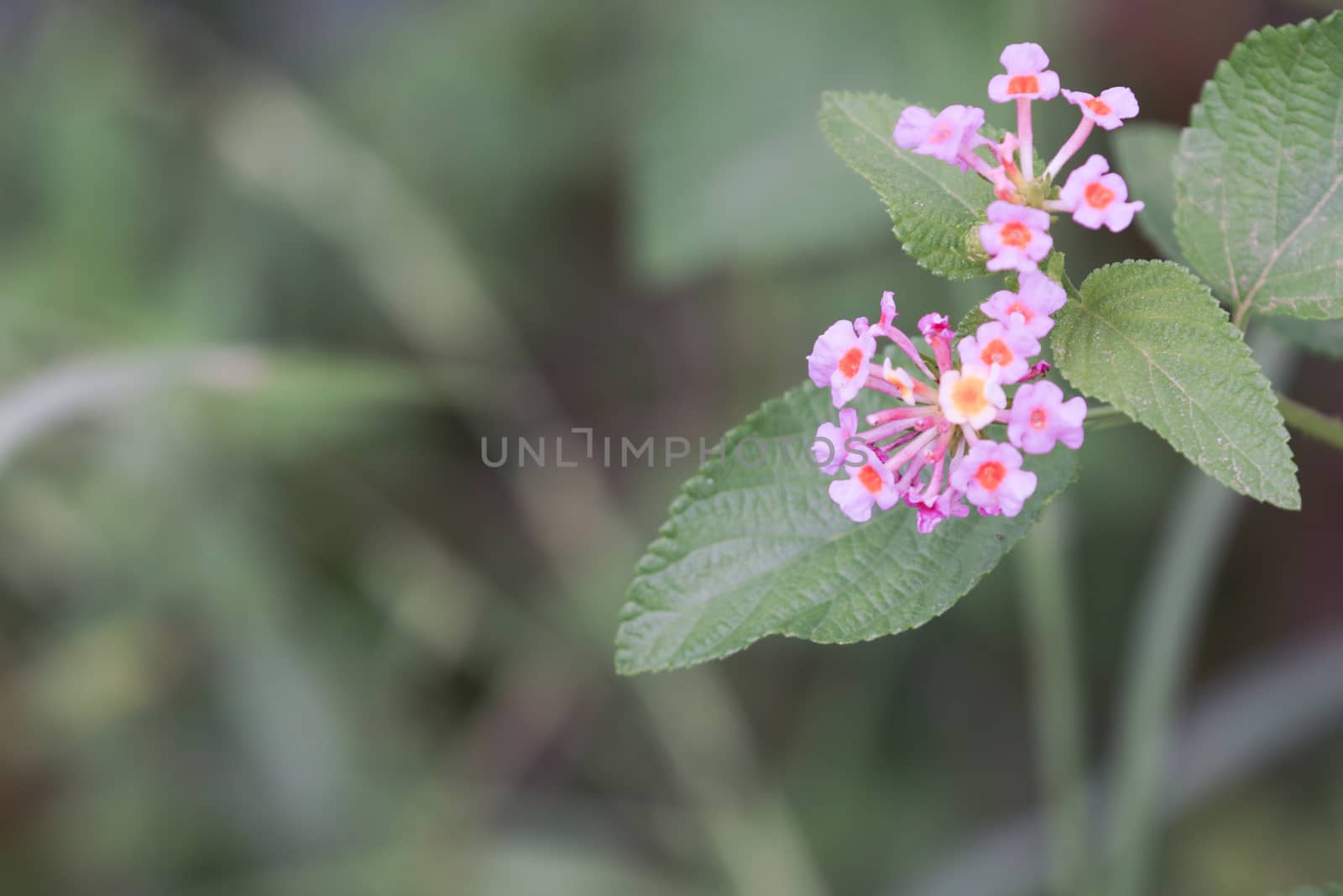 lantana is a rugged evergreen shrub from the tropics