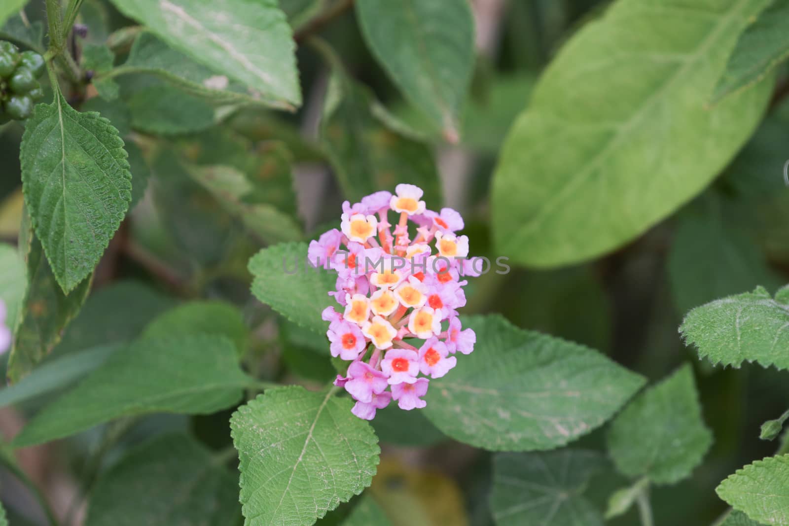 lantana is a rugged evergreen shrub from the tropics