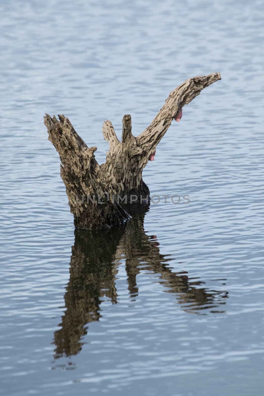 After the tree is cut. What is left is the stumps in the dam