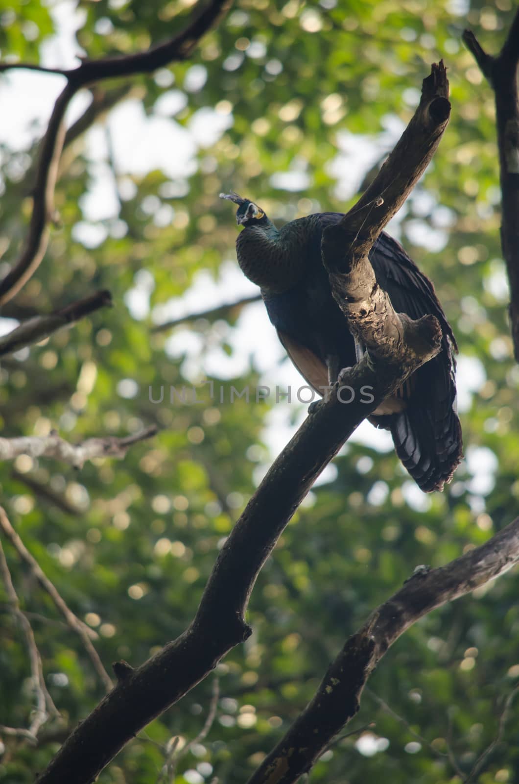 Green peafowl are large birds, amongst the largest living galliforms in terms of overall size