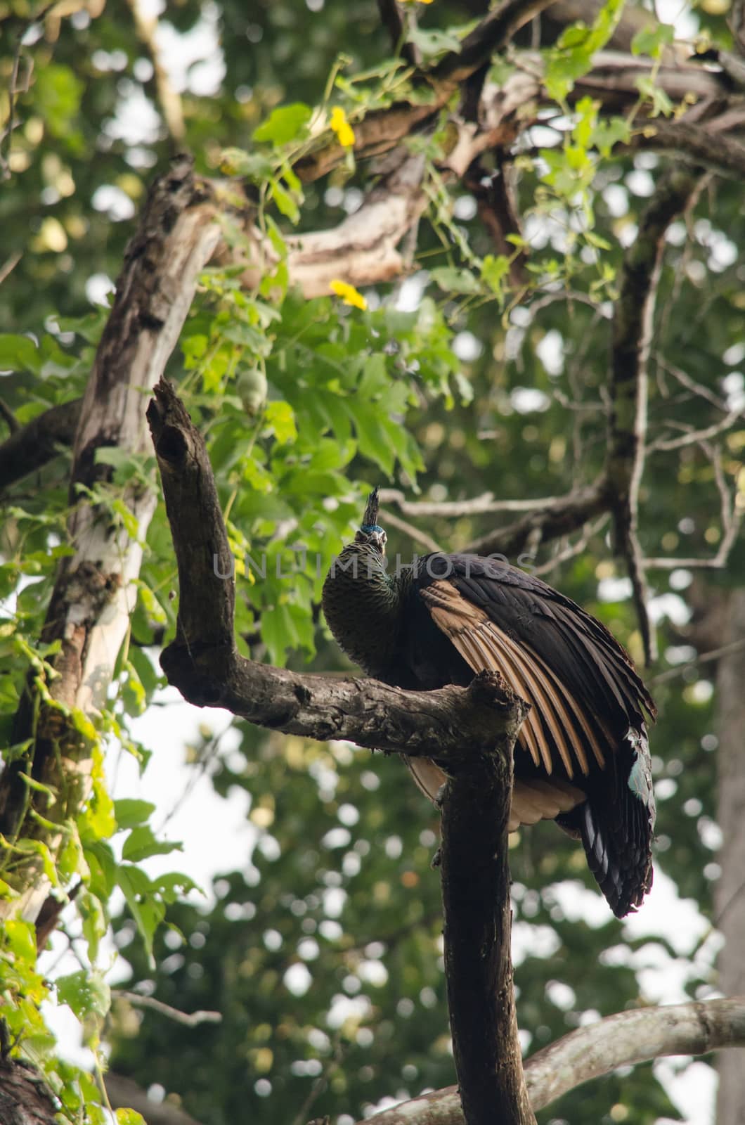 Green peafowl are large birds, amongst the largest living galliforms in terms of overall size