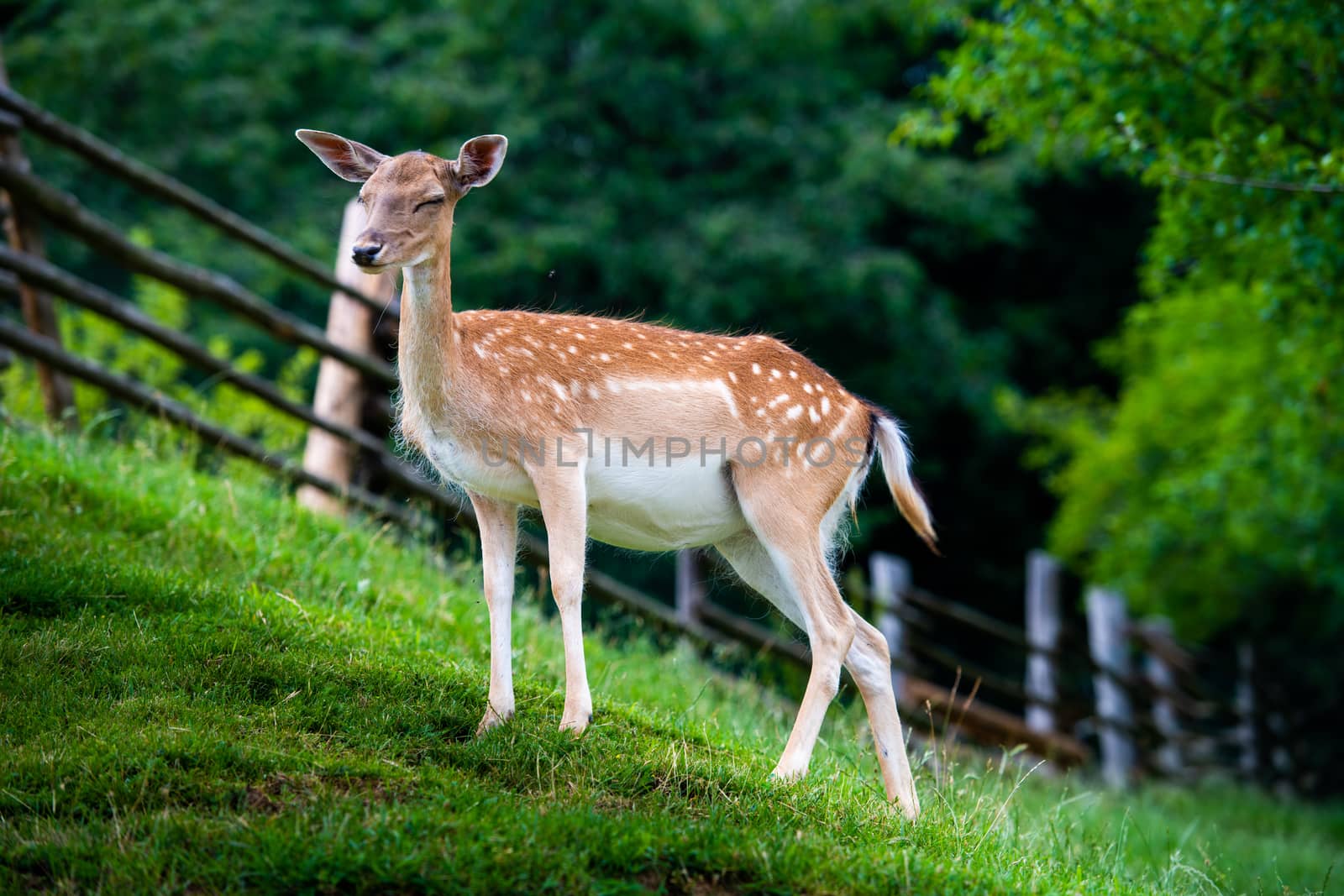 Fallow deer, Dama dama, grasing on meadow, closeup on deer farm in Olimje, Slovenia