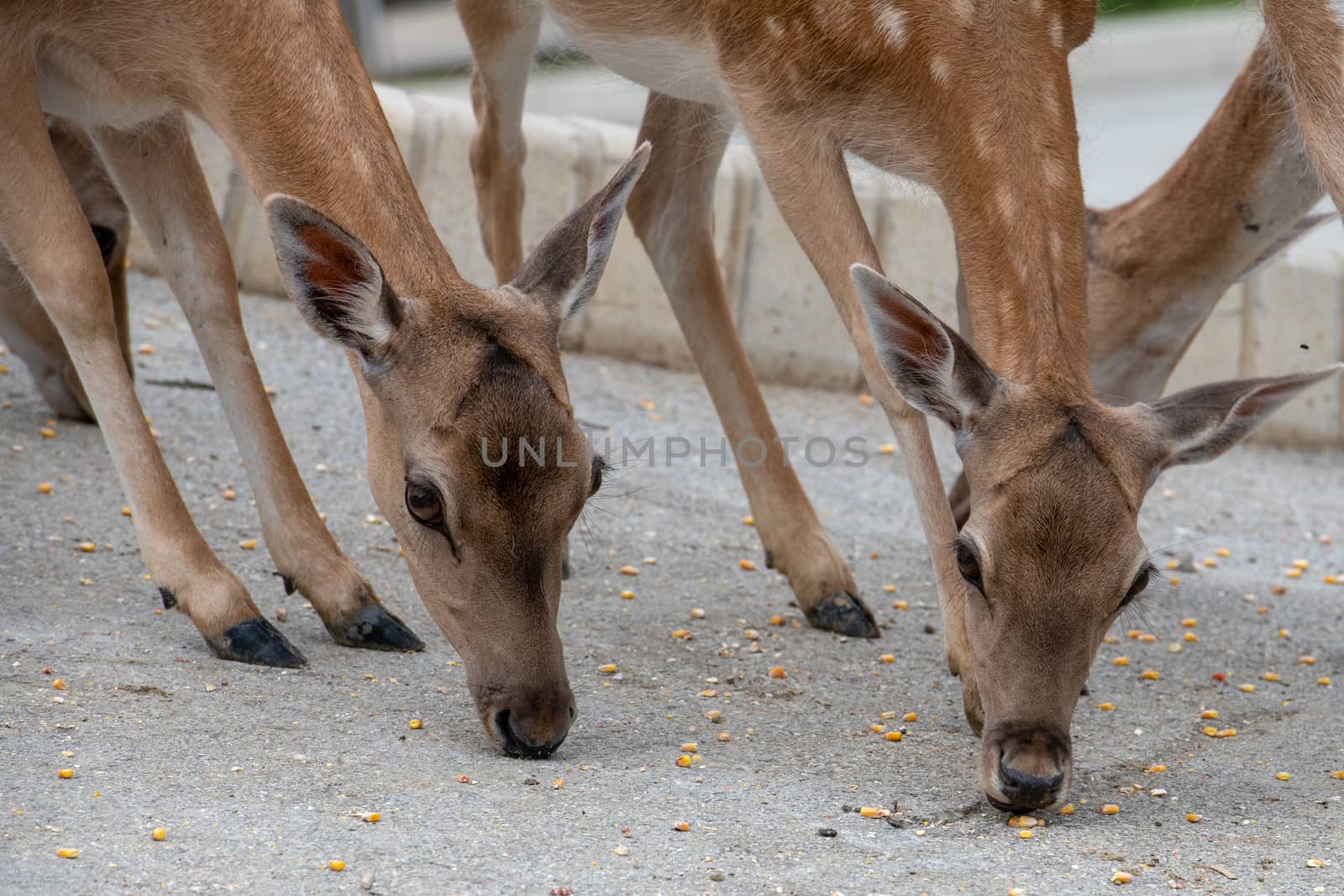 Fallow deer, Dama dama, feeding corn, closeup on deer farm in Olimje, Slovenia