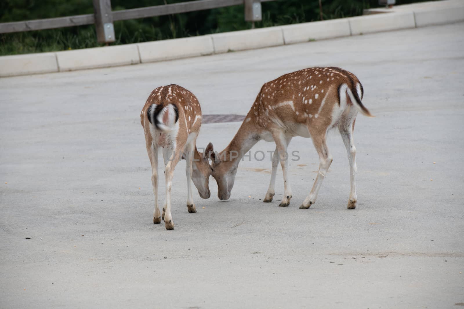 Fallow deer, Dama dama, feeding corn, closeup on deer farm in Olimje, Slovenia