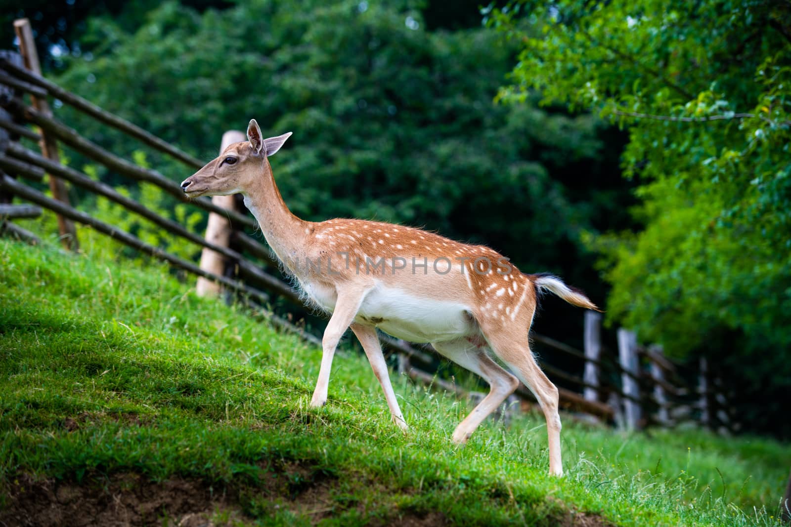 Fallow deer, Dama dama, grasing on meadow, closeup on deer farm in Olimje, Slovenia