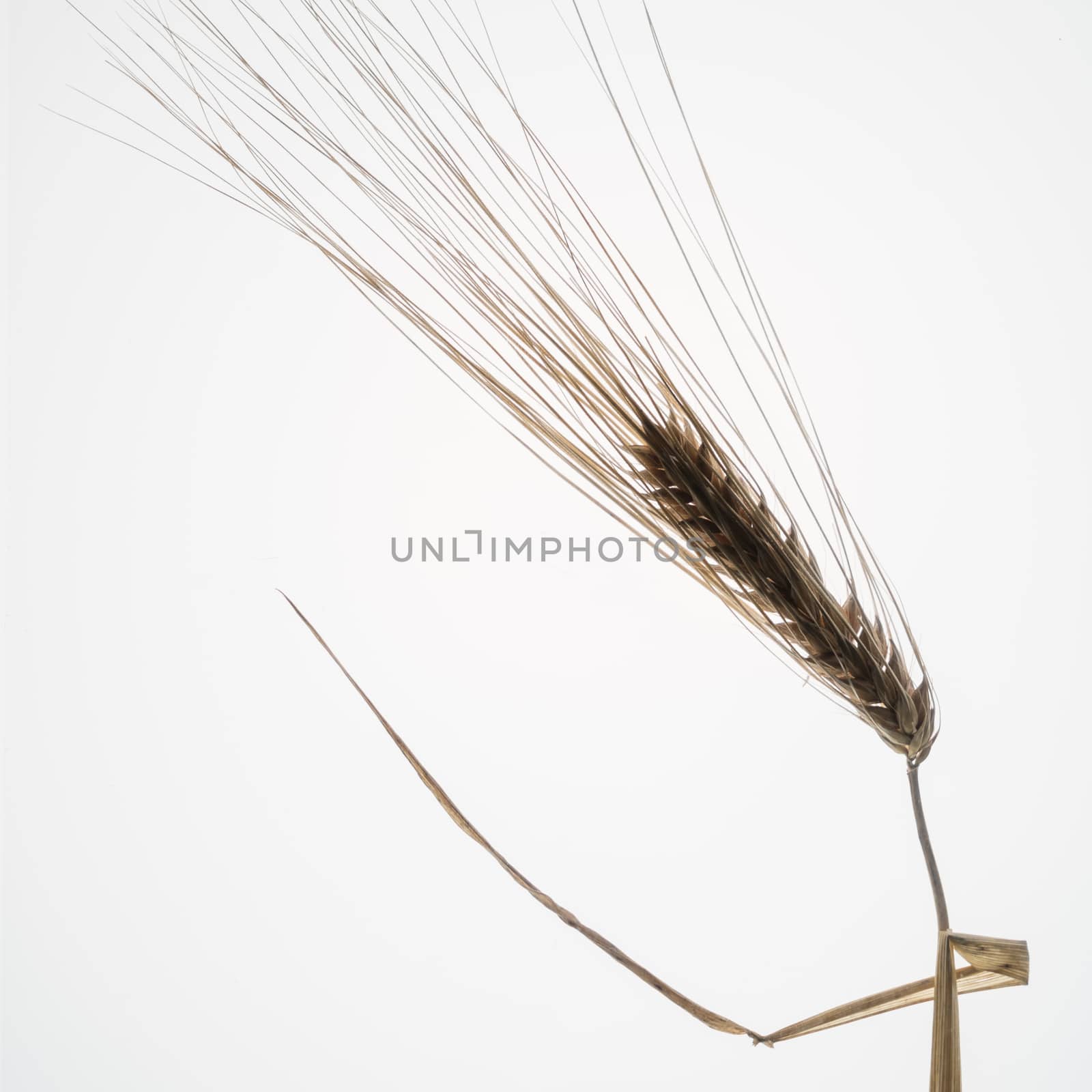 an ear of corn in backlight with a white background