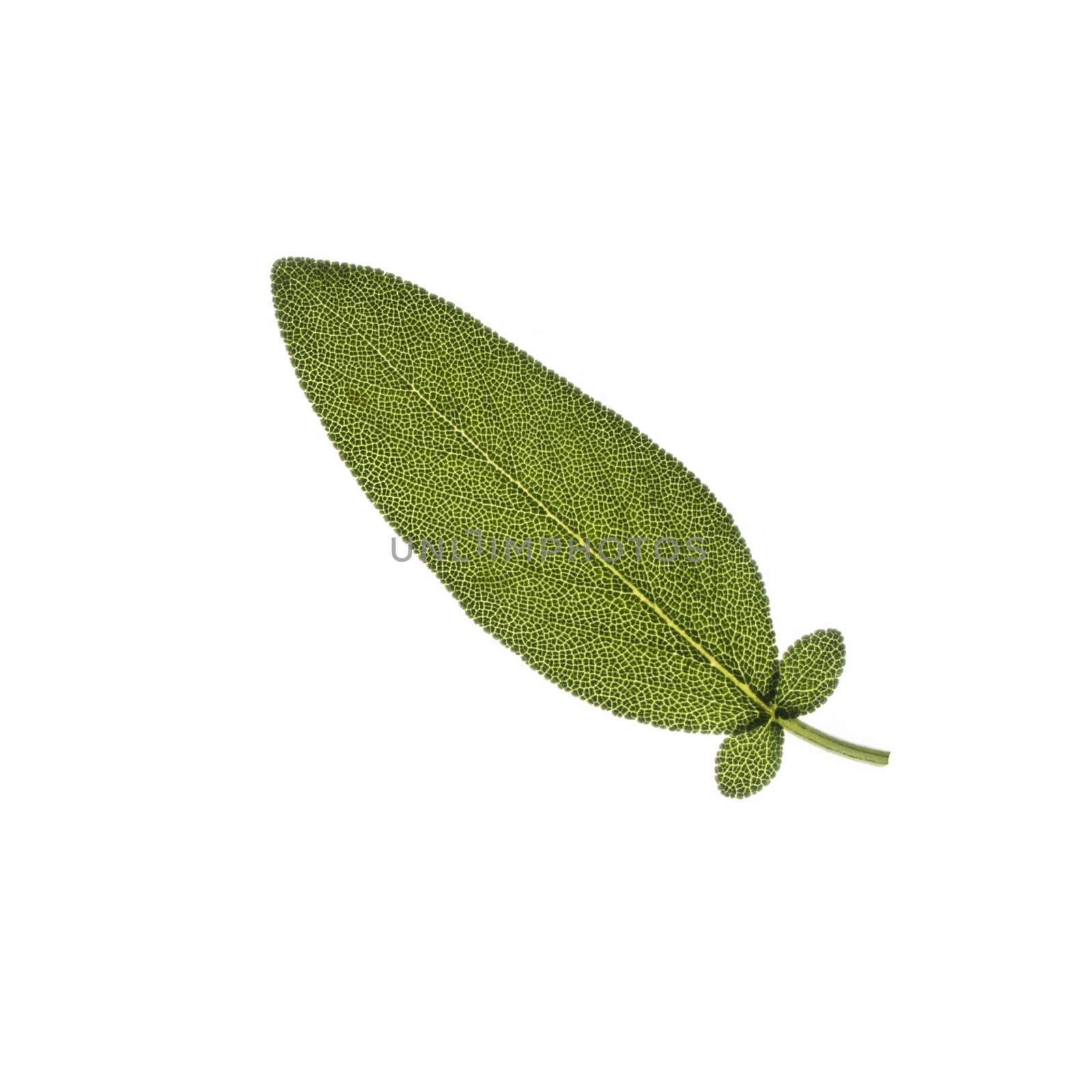 a sage leaf in backlight with a white background