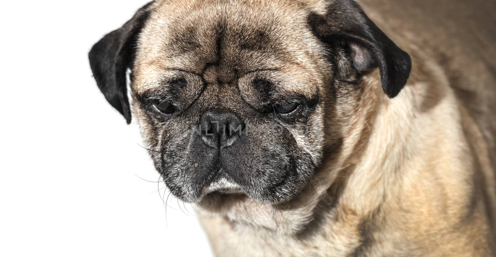 portrait of a pug close-up on white background