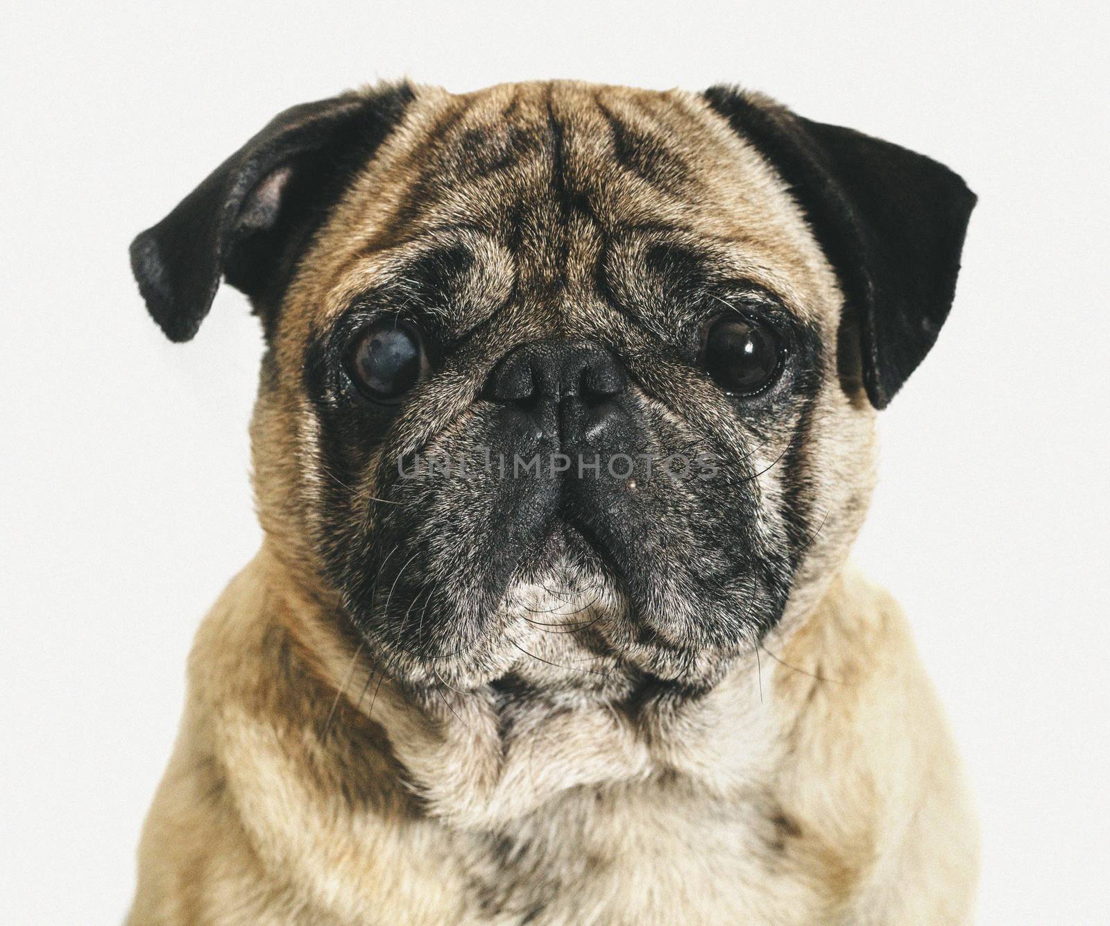 portrait of a pug close-up on white background