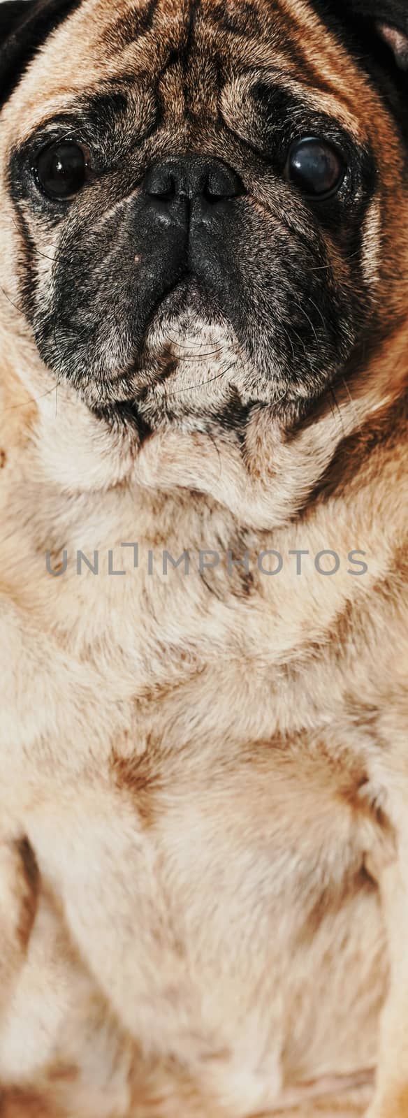 animal dog pug breed sitting closeup