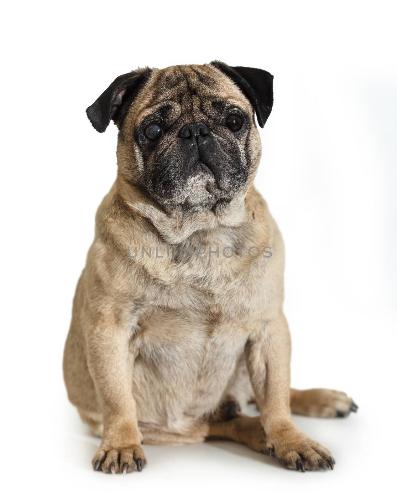 dog breed pug on white isolated background