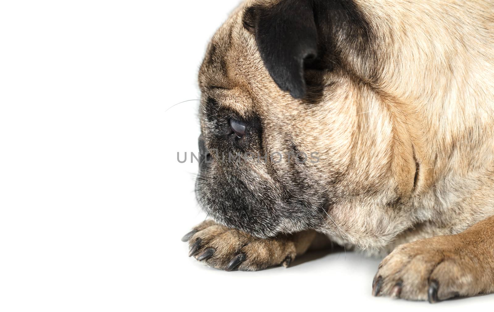 Pug dog lying close-up on a white background