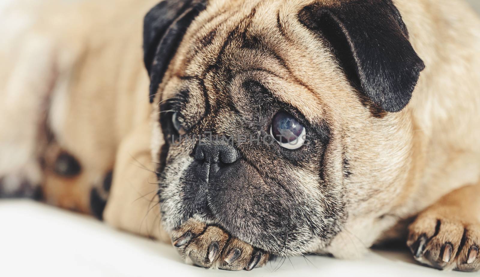 Pug dog lying close-up on a white background