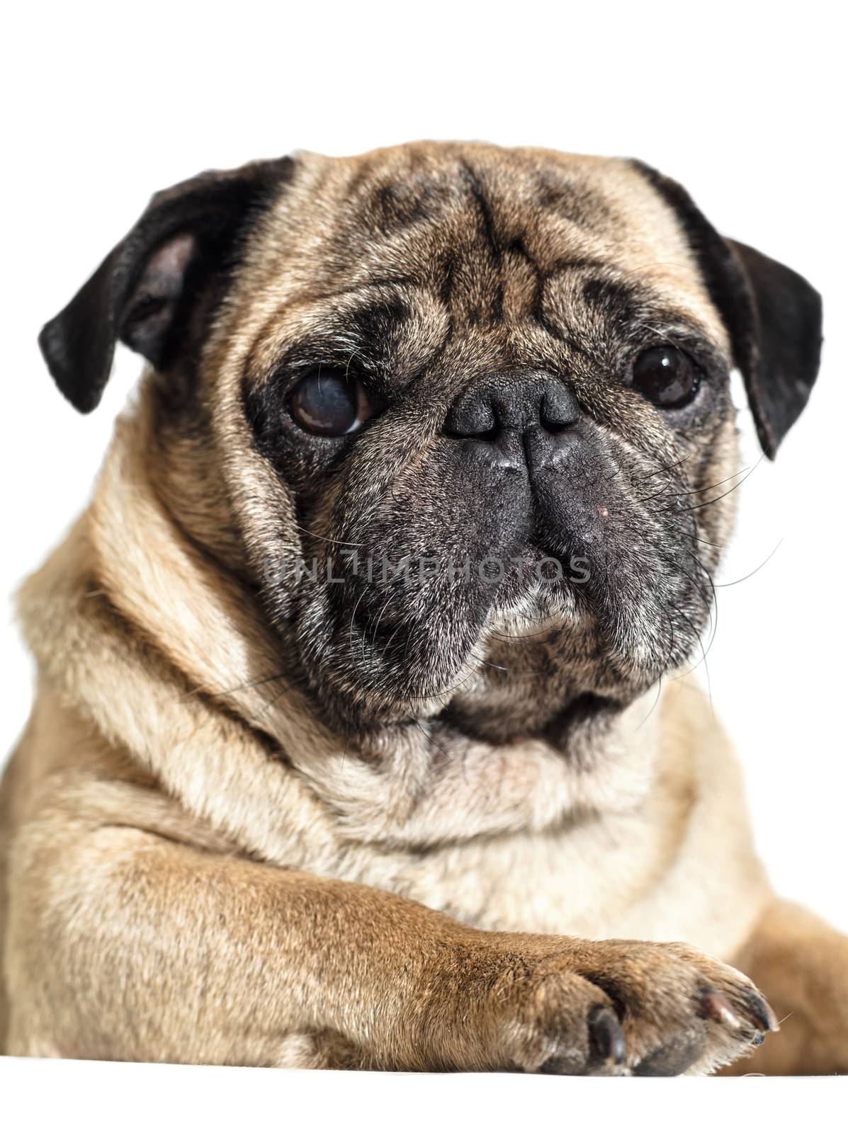 dog breed pug on white isolated background