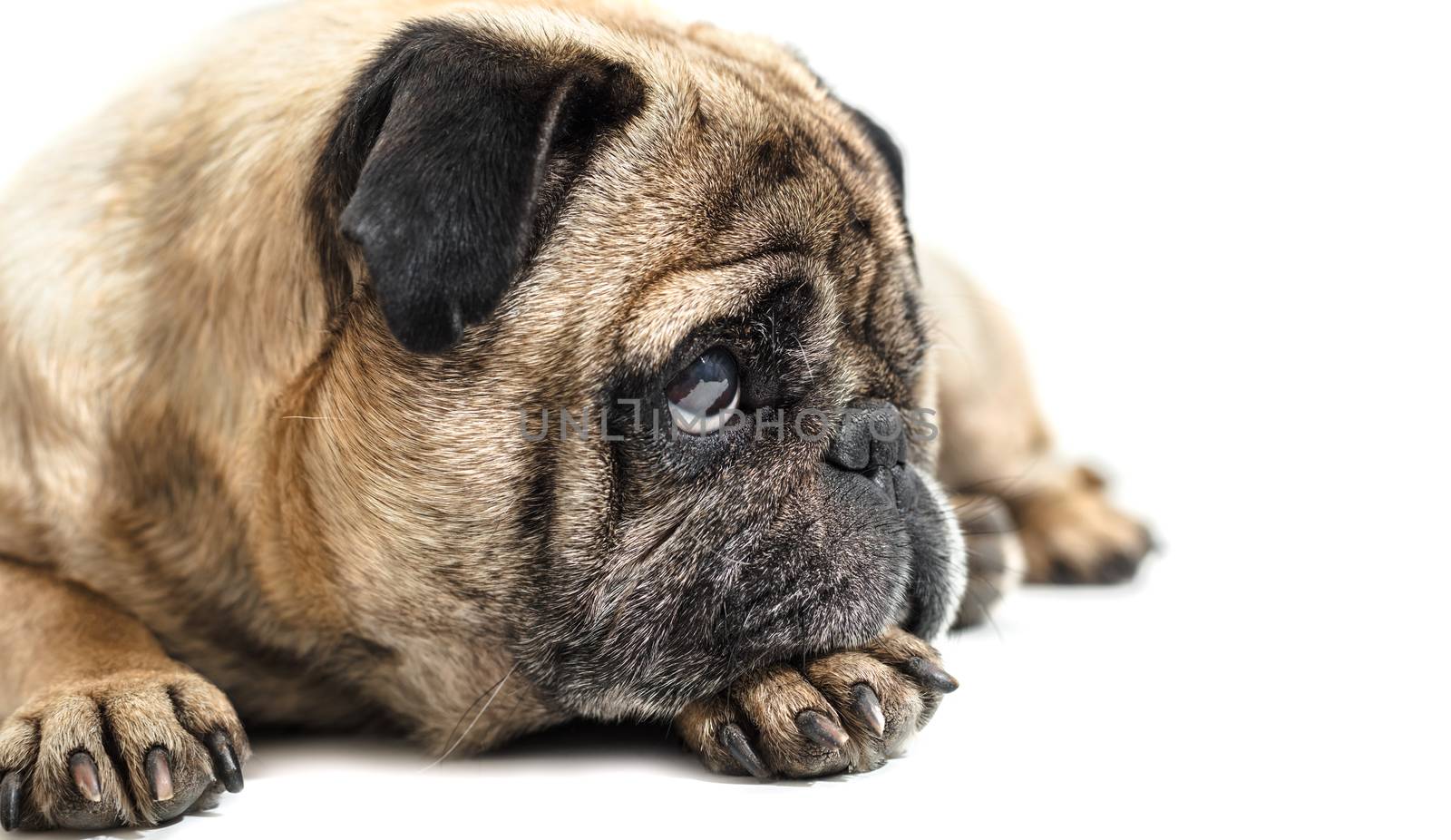 dog breed pug on white isolated background