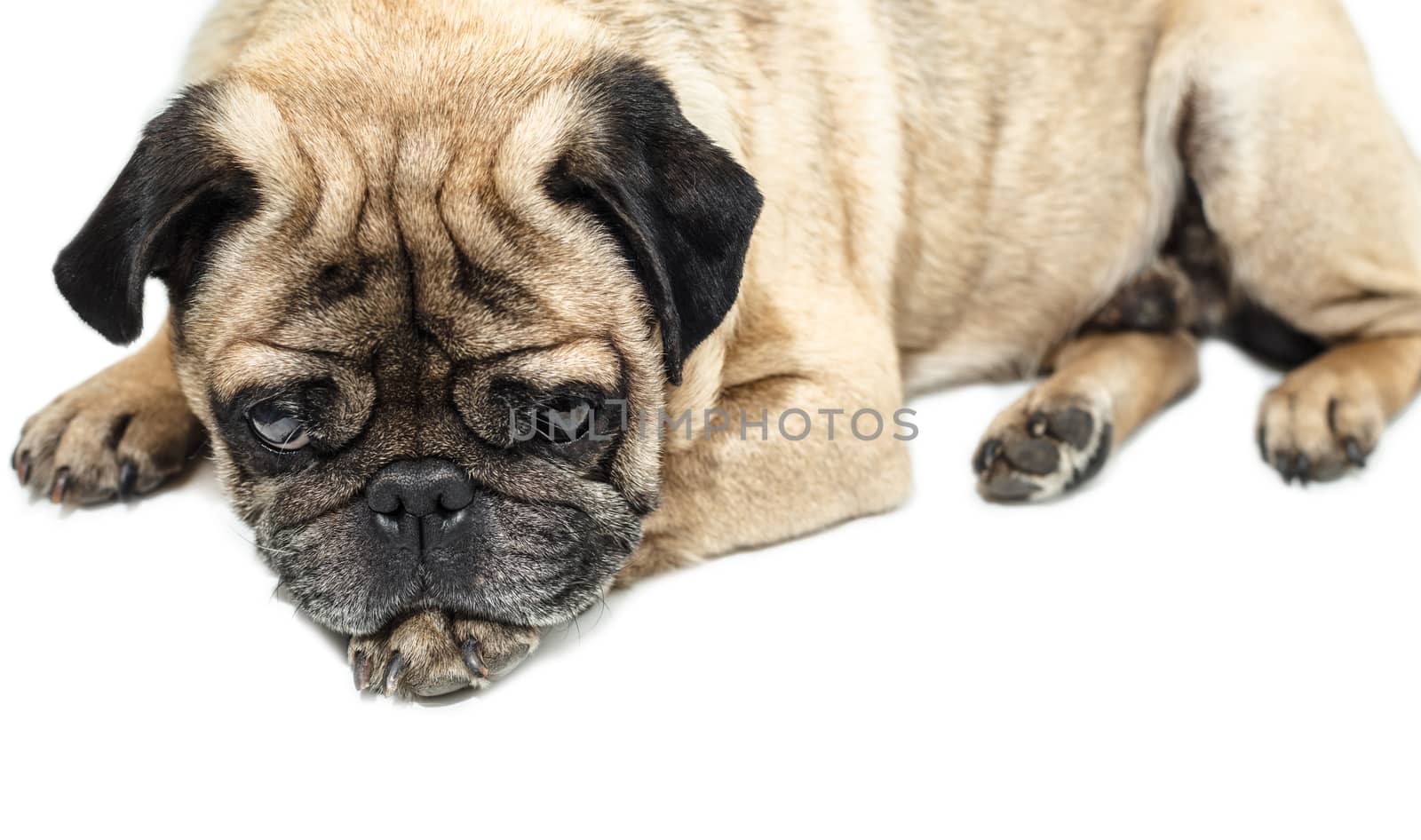 Pug dog lying close-up on a white background