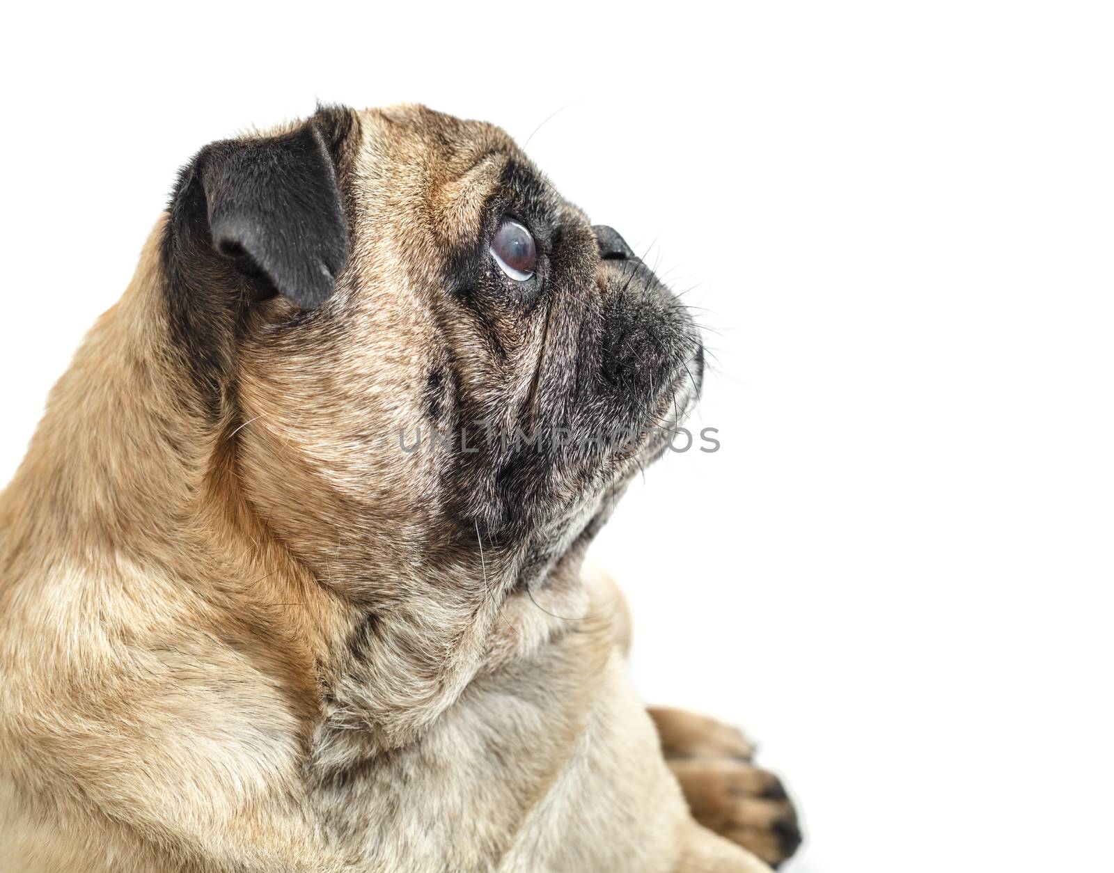 dog breed pug on white isolated background