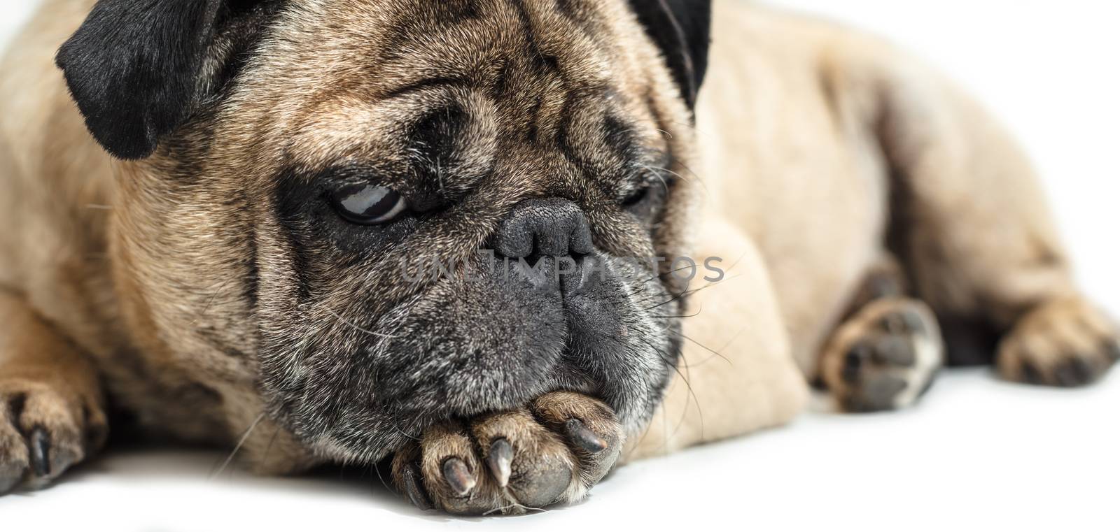 Pug dog lying close-up on a white background