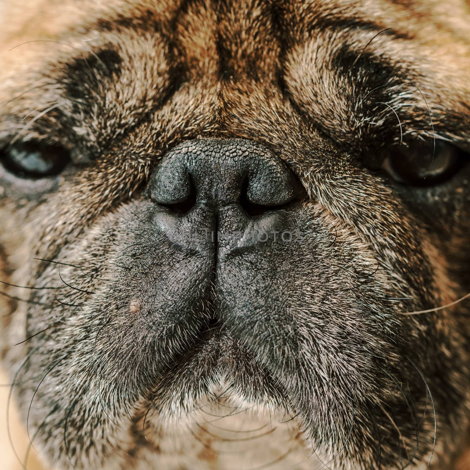 portrait of dog pug breed, muzzle closeup