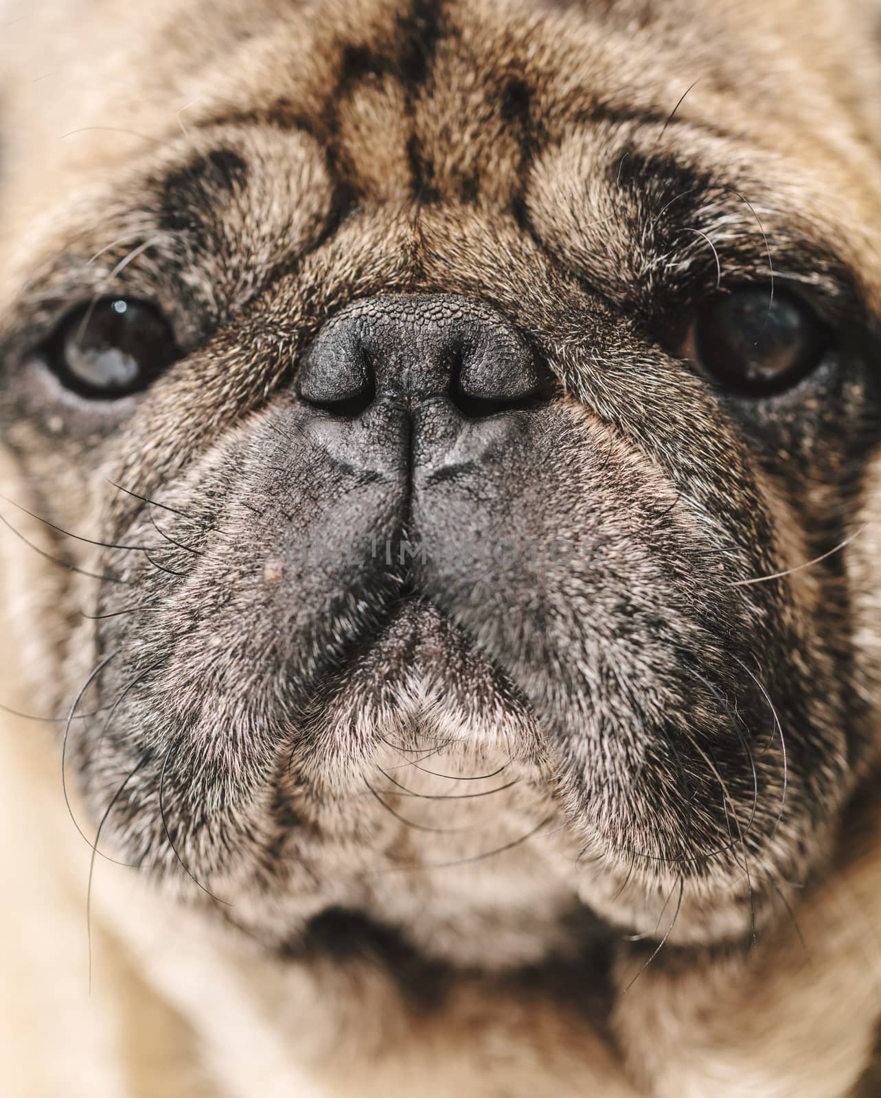 portrait of dog pug breed, muzzle closeup