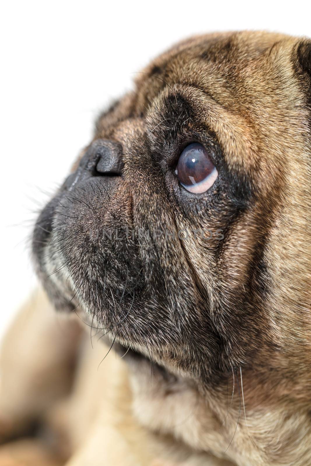 portrait of a pug close-up on white background