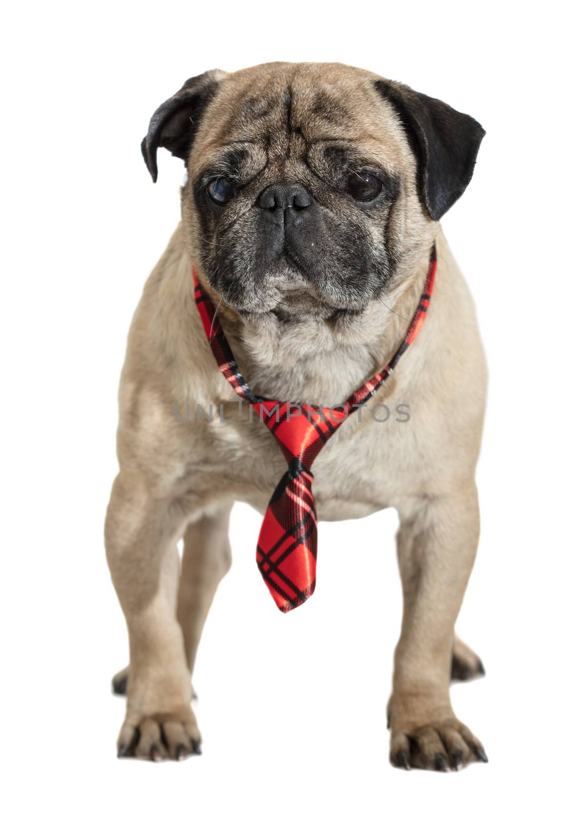 dog pug in tie by MegaArt