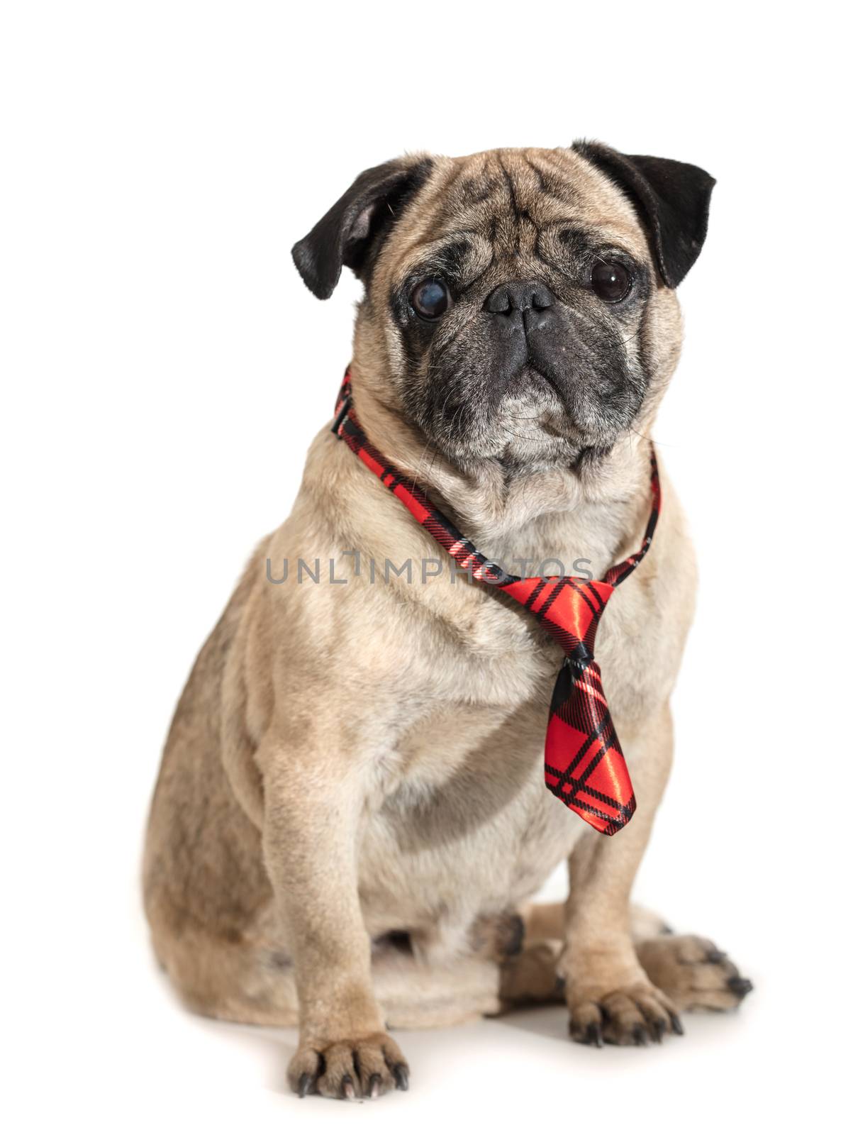 dog pug in tie on white isolated background