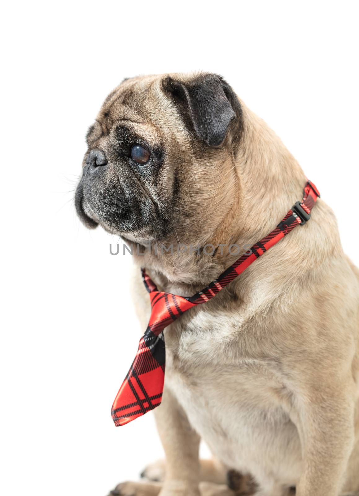dog pug in tie  by MegaArt