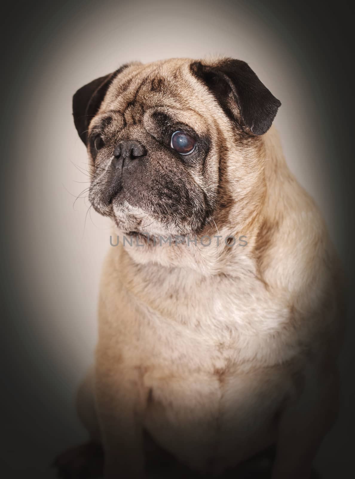 portrait of a pug dog  by MegaArt